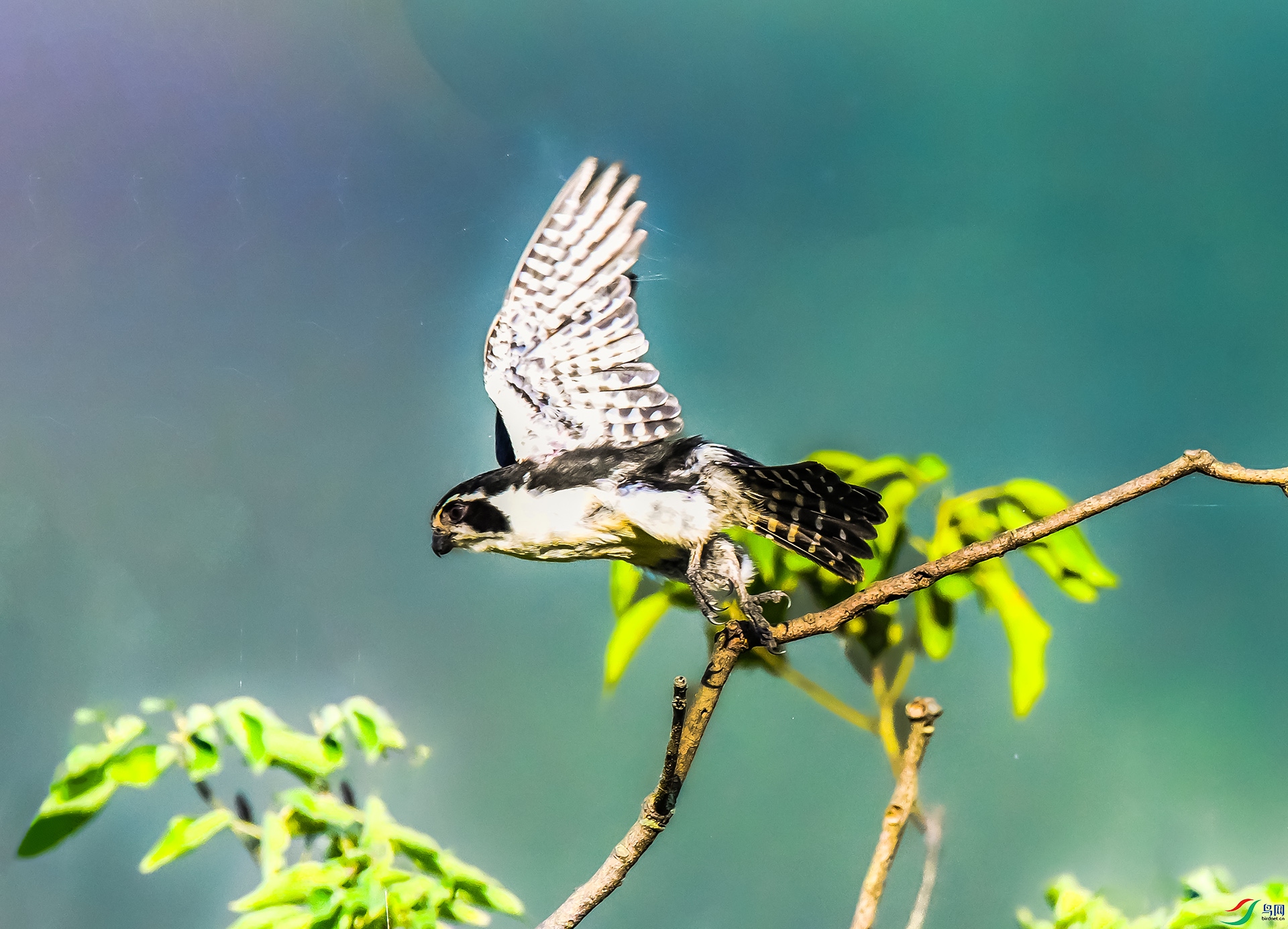 ����С��