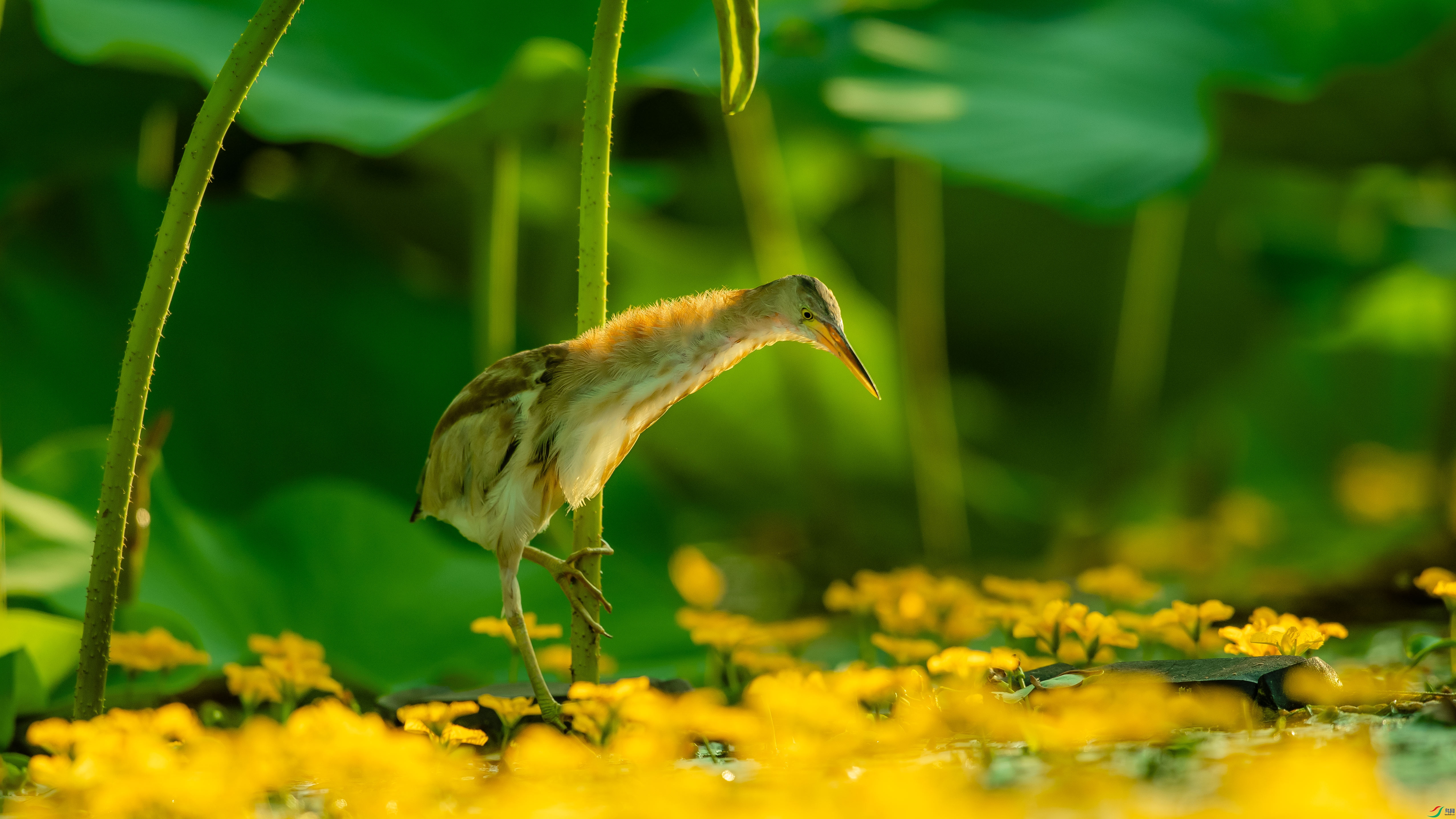 DSC_6423.jpg