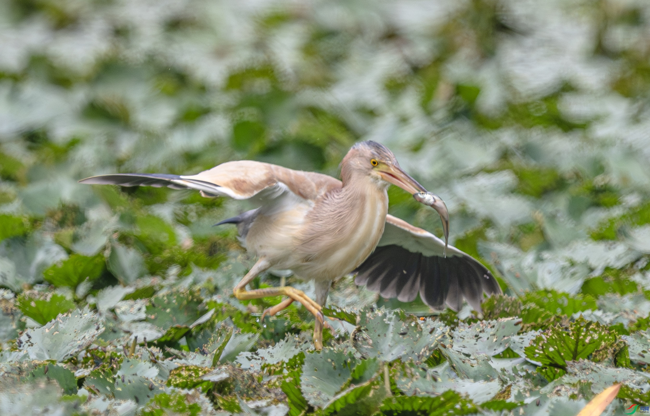 DSC_4936-����ǿ-NR ����.jpg