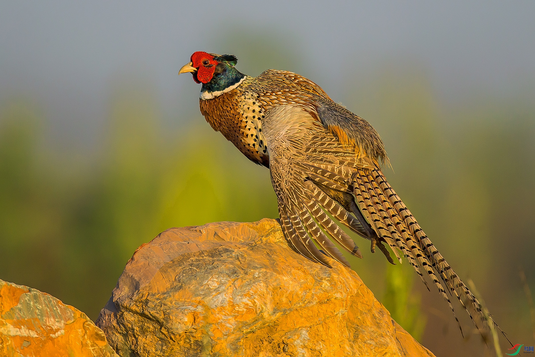 _MG_5523 ����.jpg