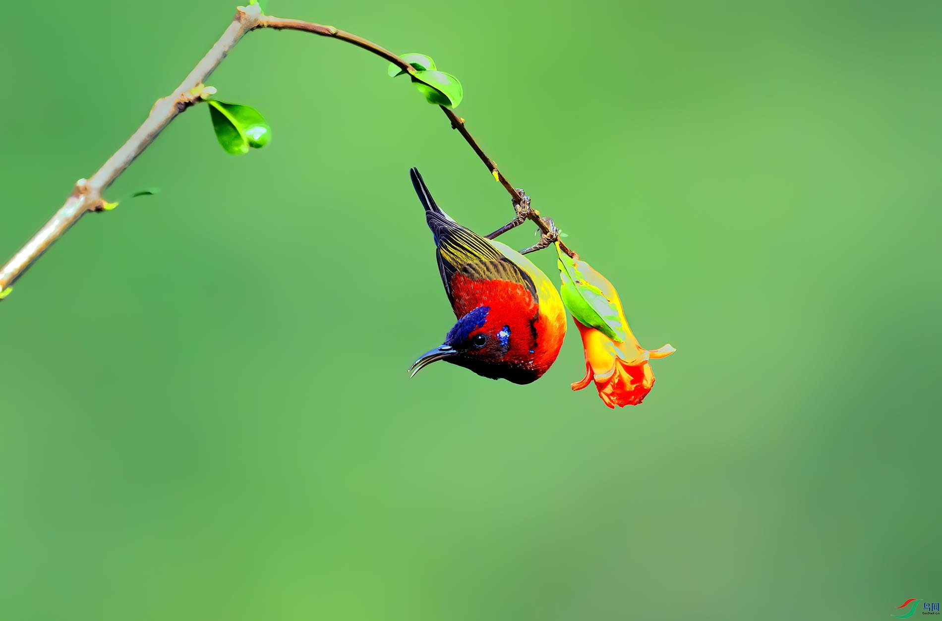 ����̫����