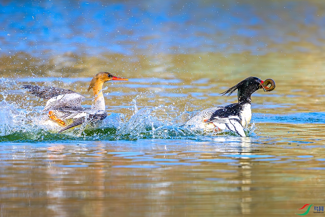 DSC_0381b.jpg