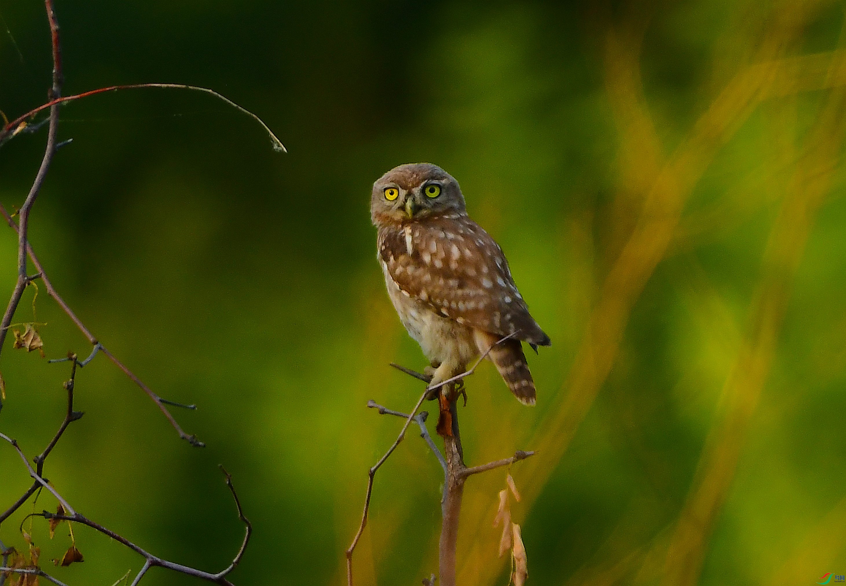 DSC_8868.JPG
