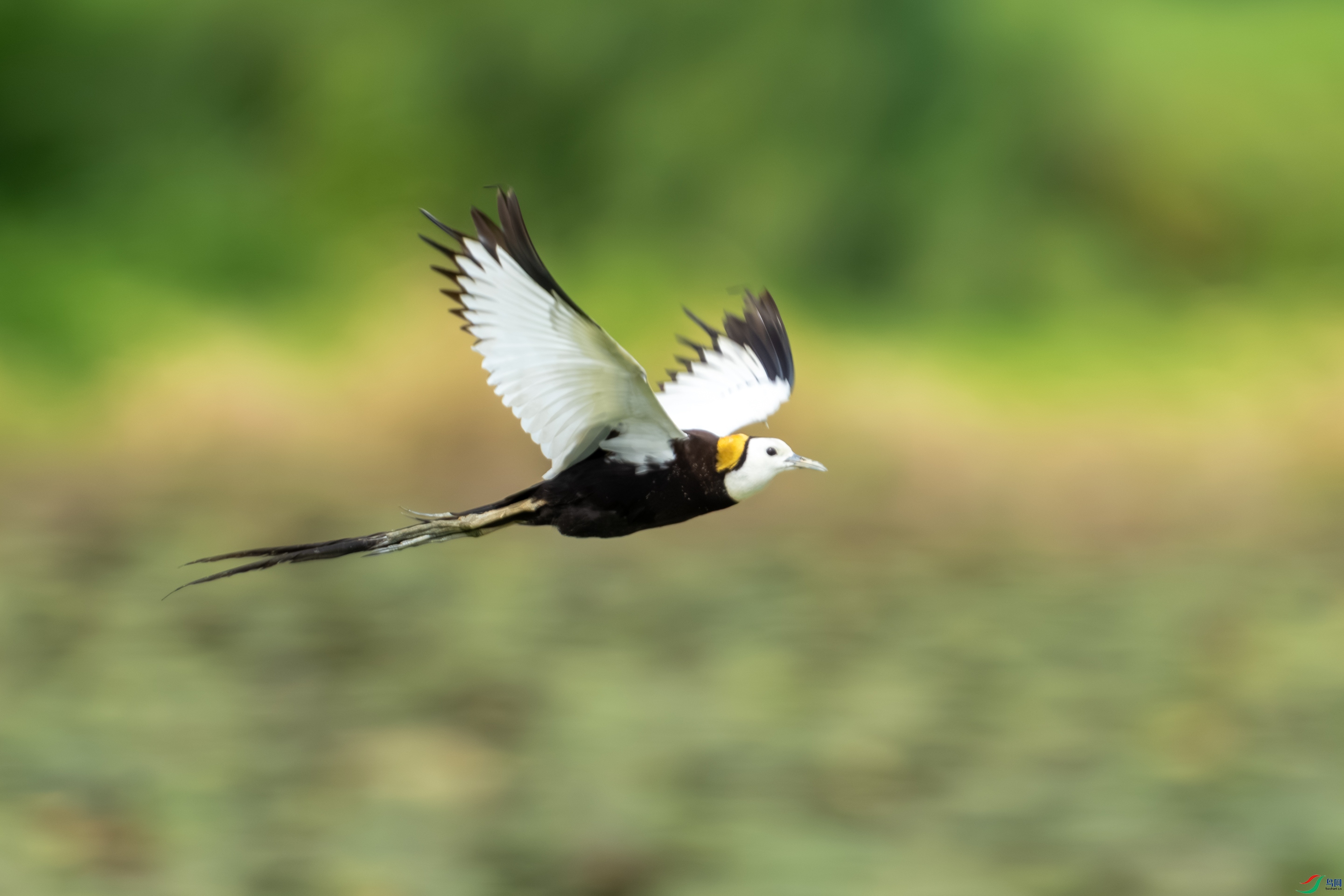 DSC07096-1.jpg