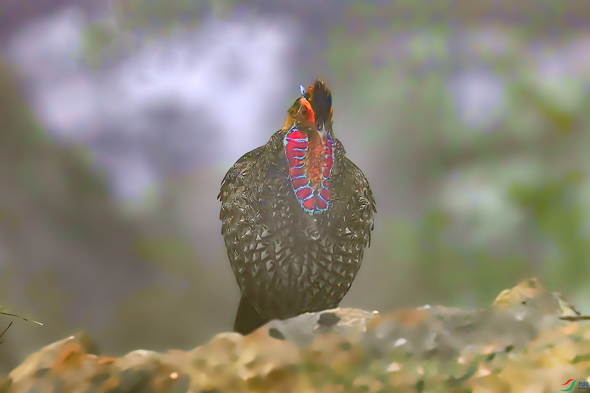 060A3711 ����-Sha---1 .jpg