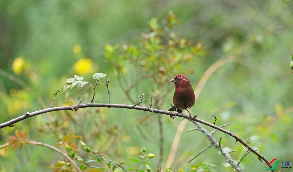 DSCF9688.1.jpg