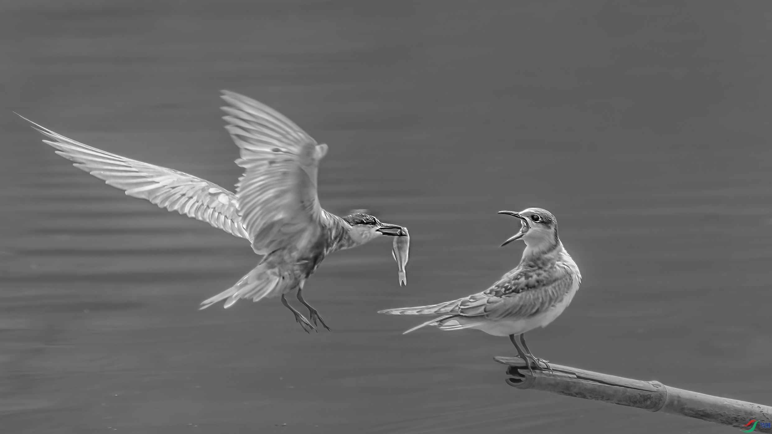 _09R2868 ����.jpg