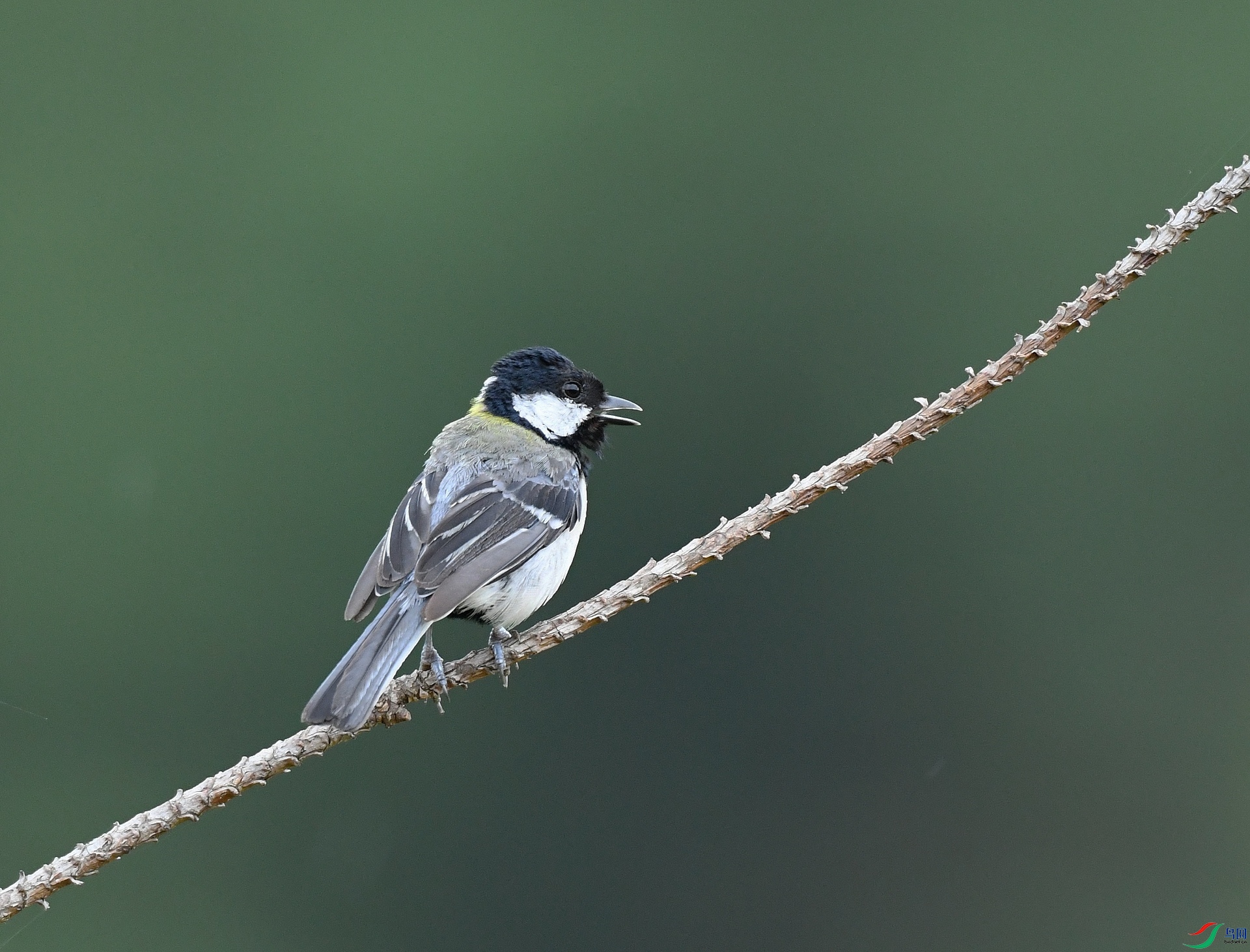DSC_2061.jpg