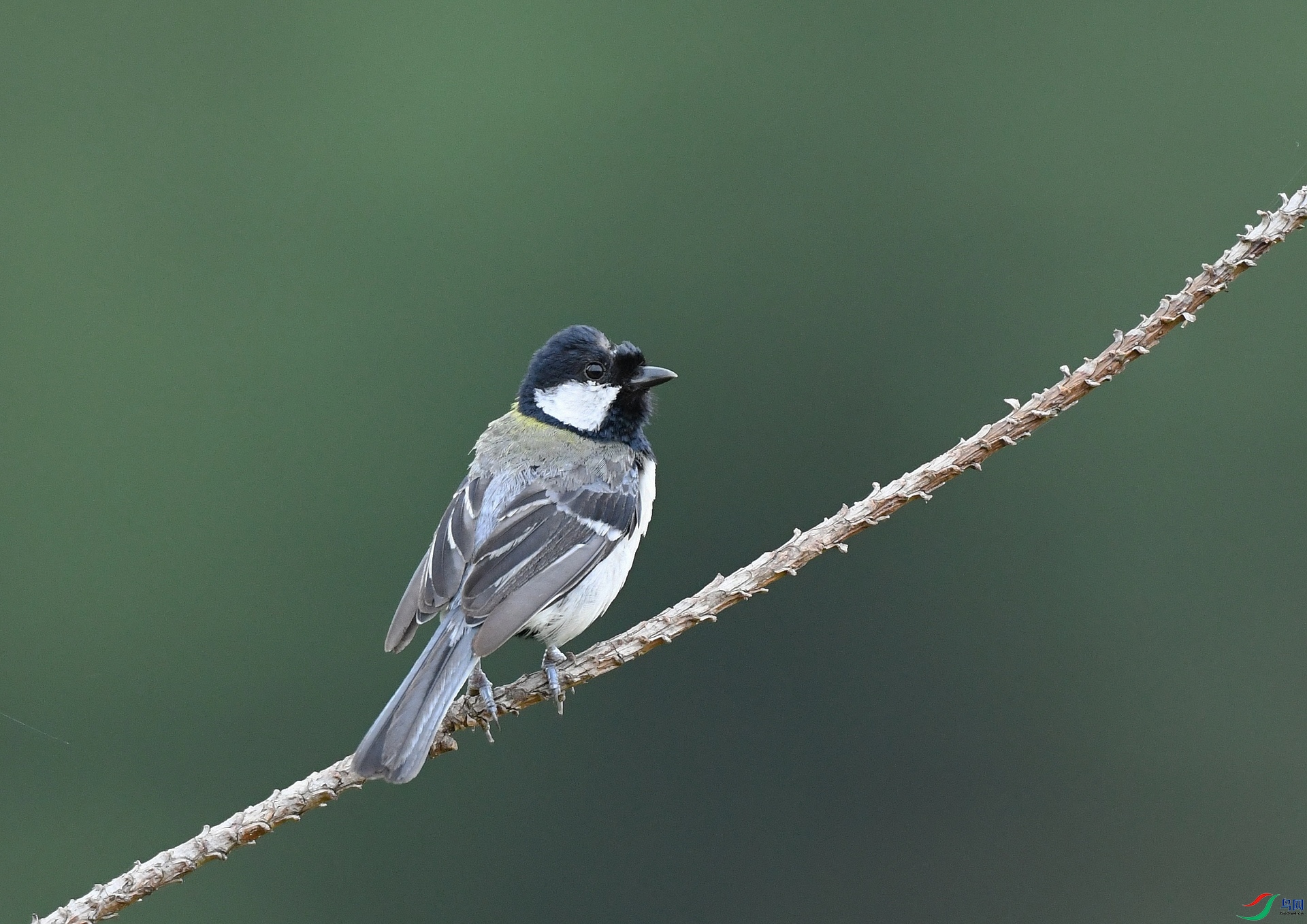 DSC_2062.jpg