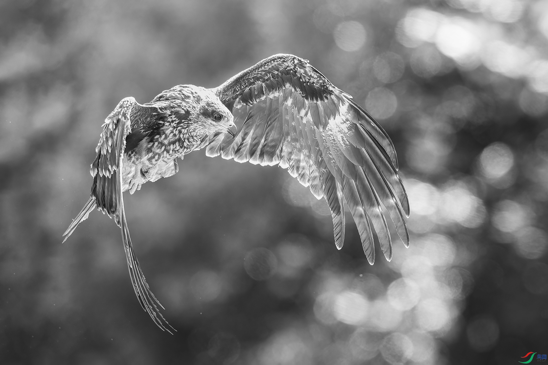 0_D5D9537-NEF_DxO_DeepPRIMEXD0.jpg
