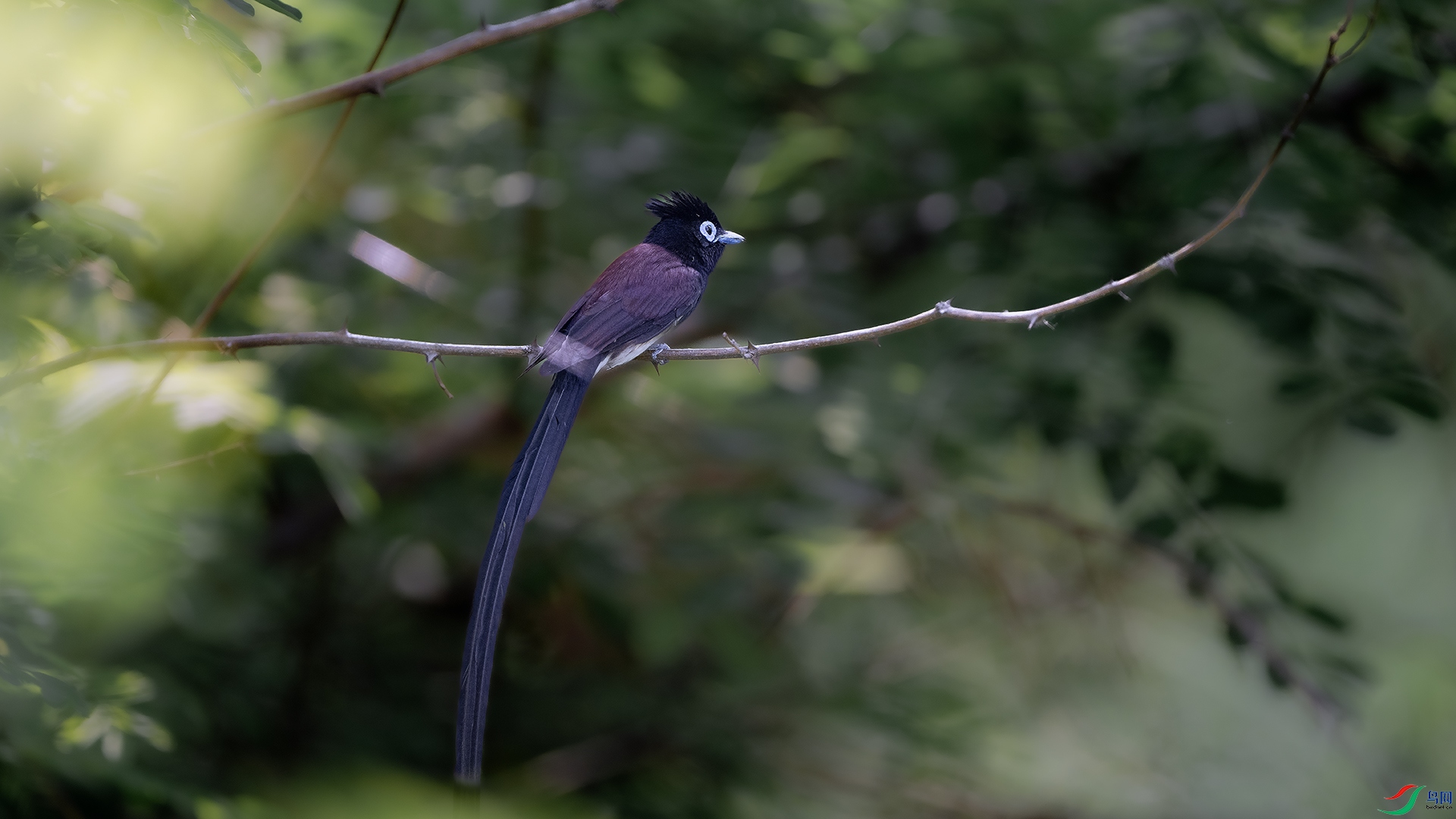 DSC_0334 .jpg