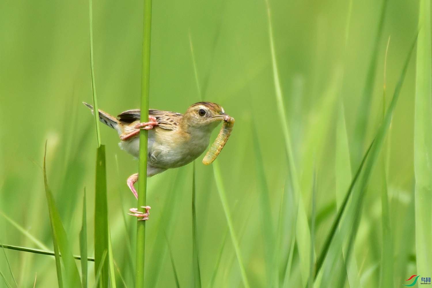 Picture 21187392.jpg