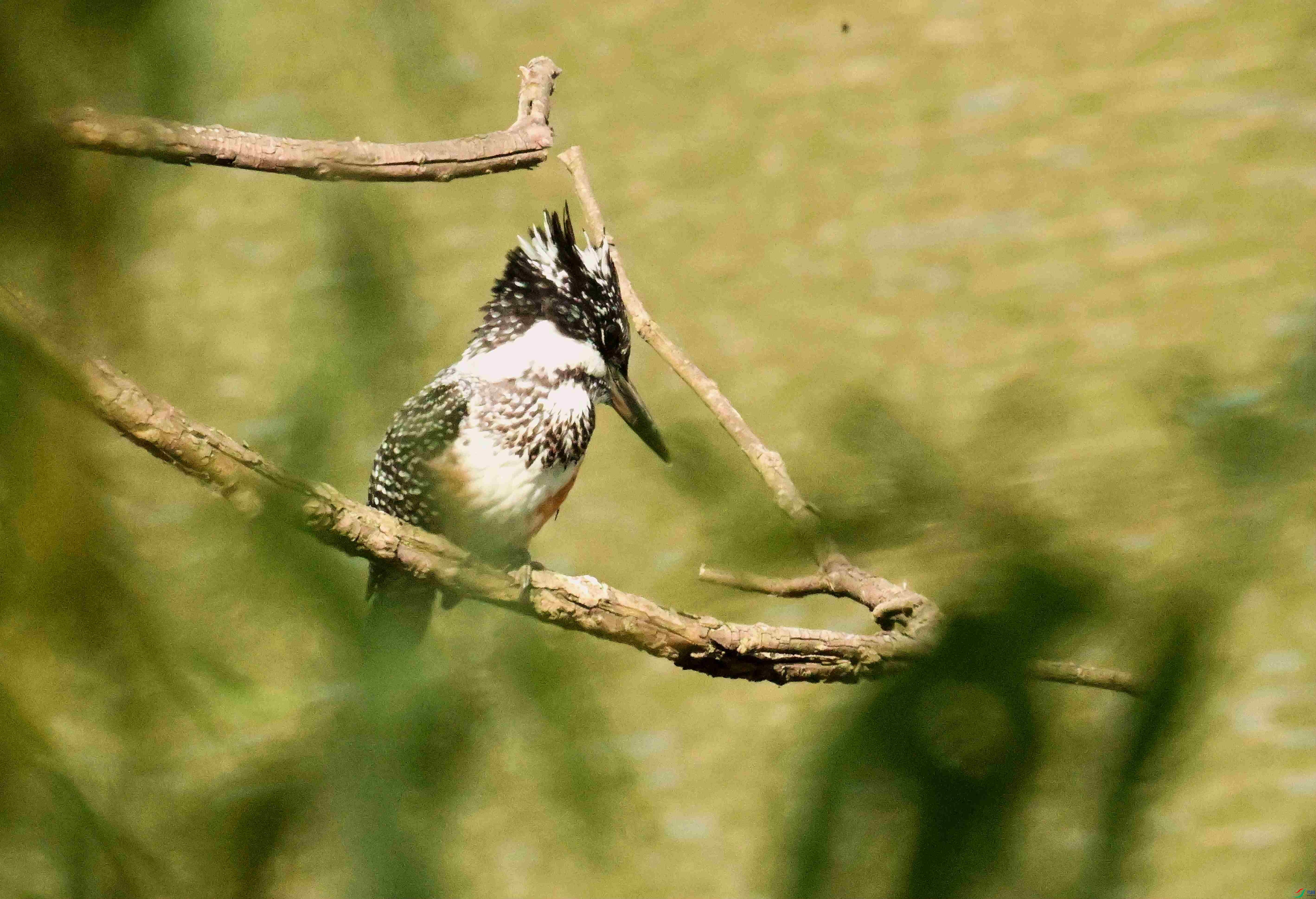 DSC_7245.JPG
