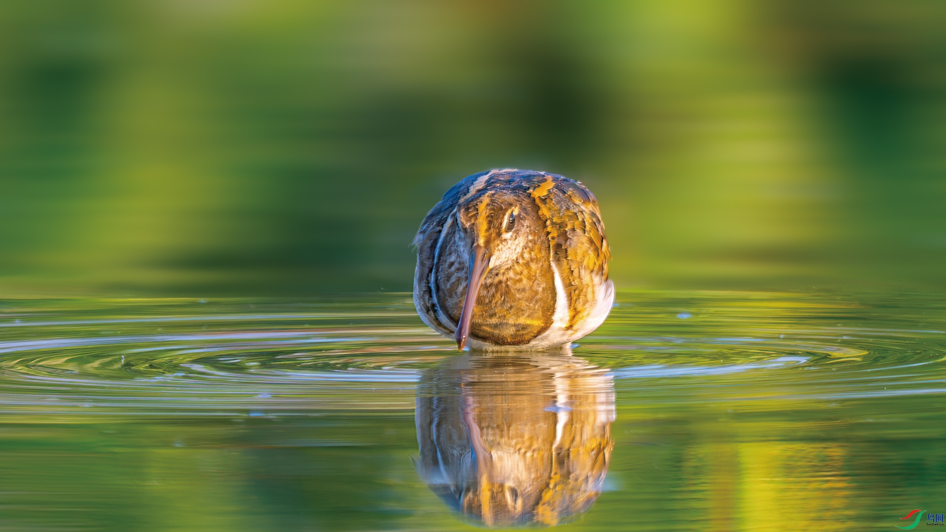 DSC_2755-����ǿ-NR.jpg