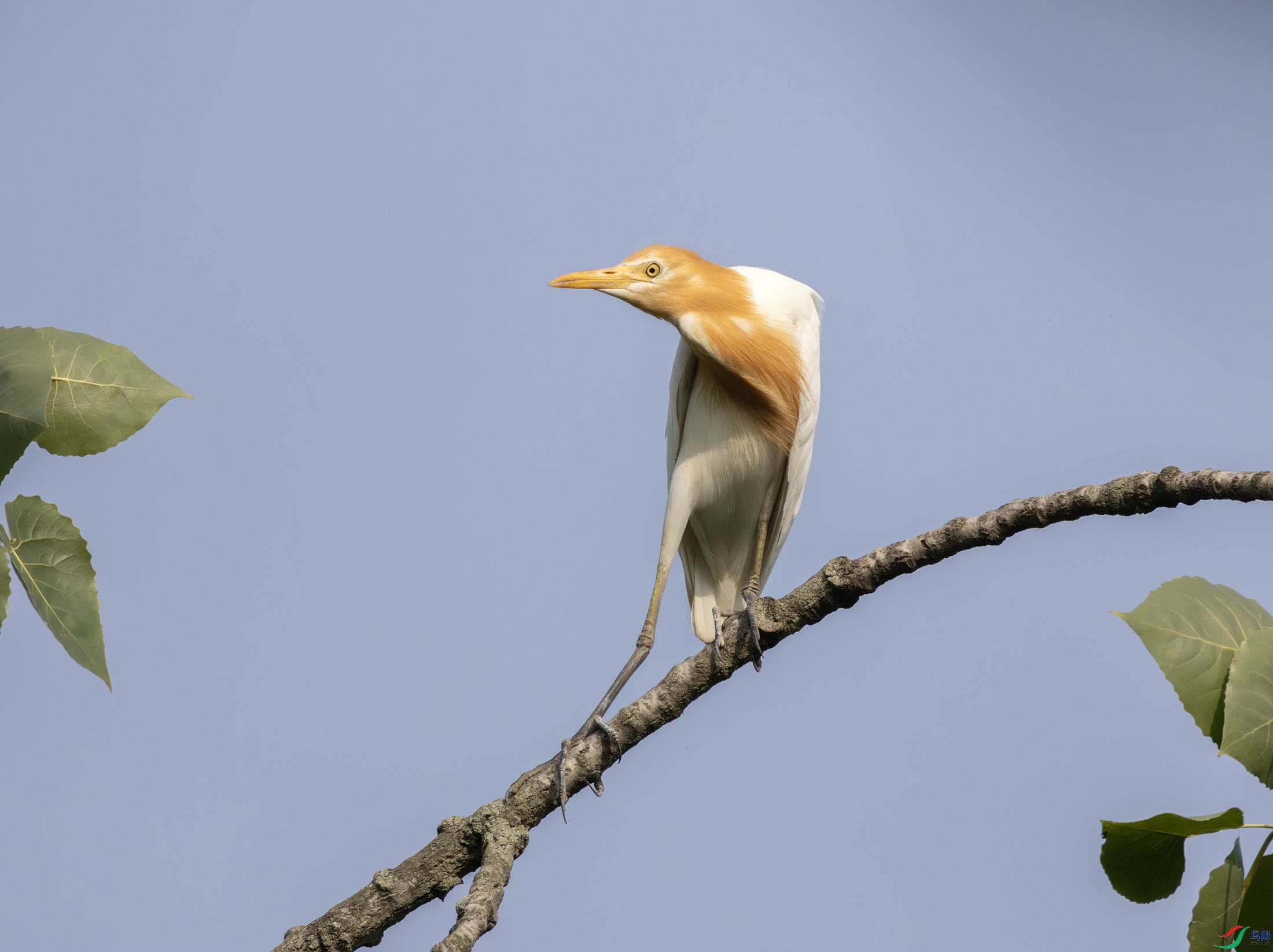 2I1A1691-����ǿ-NR ����.jpg