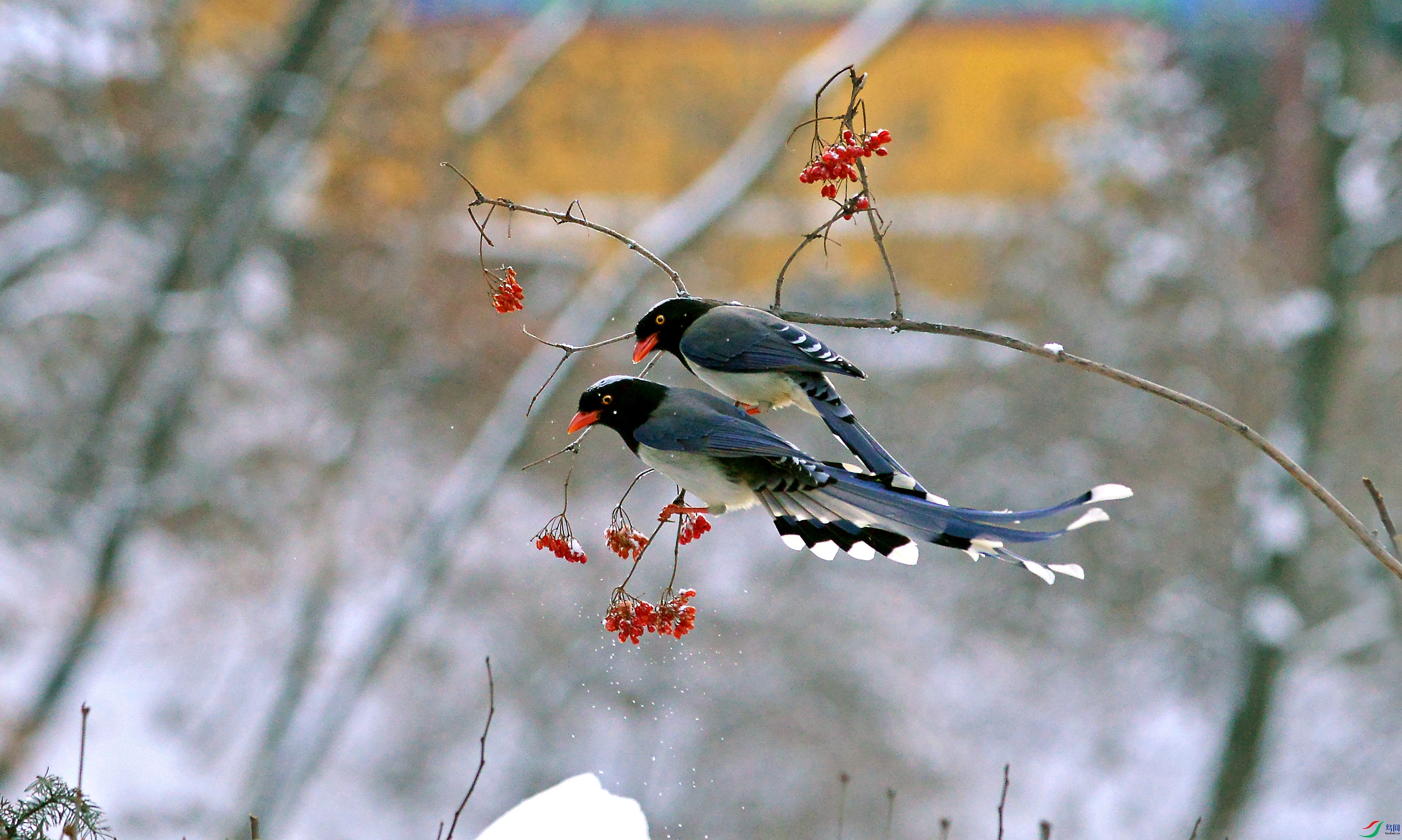 DSC_2816.jpg