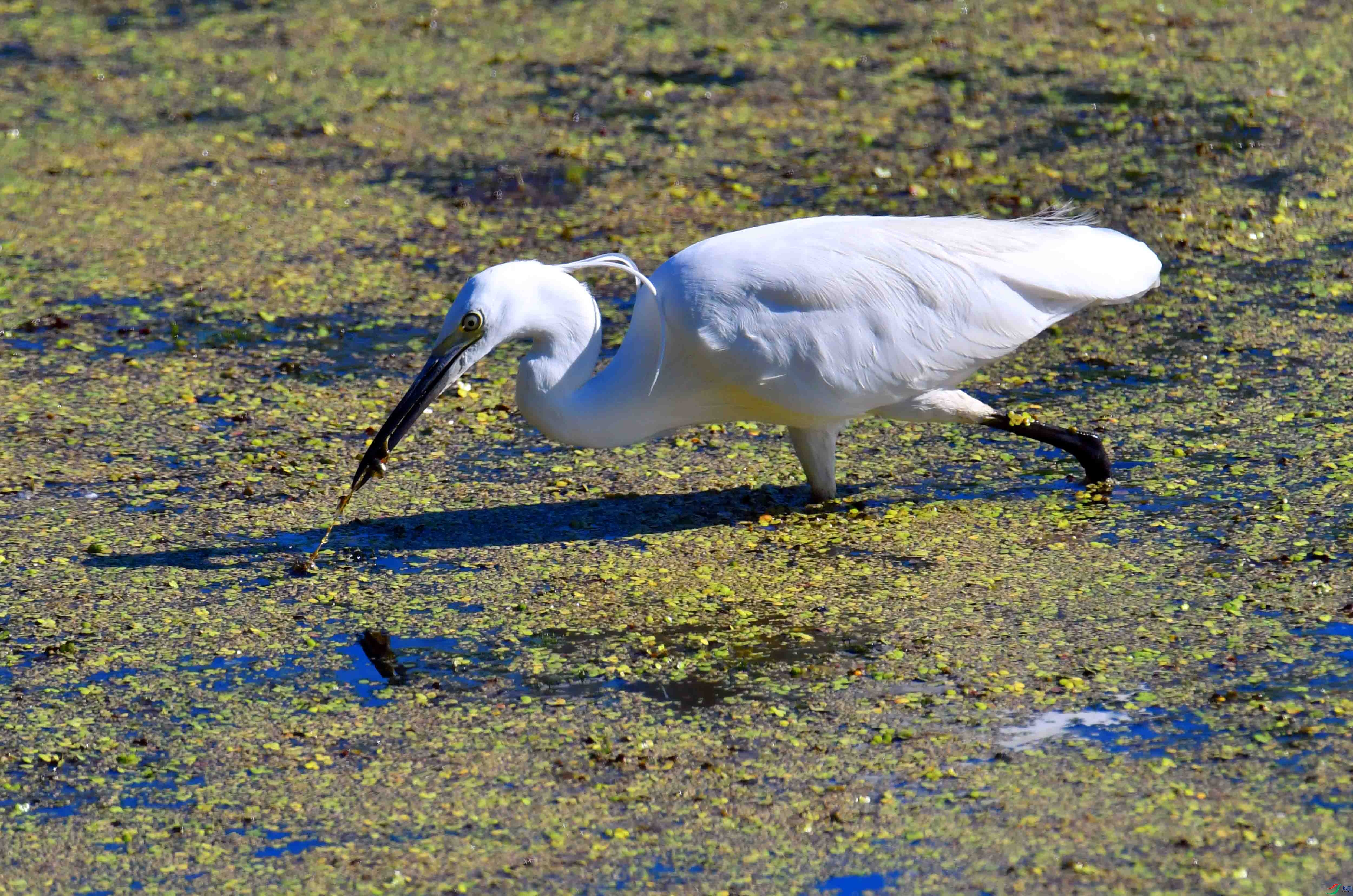 DSC_8038.JPG