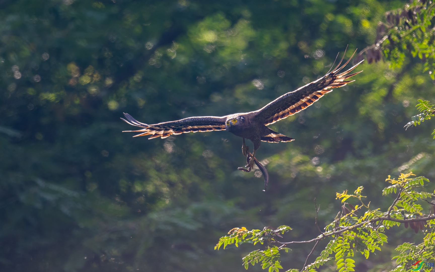 DSC_3231-DxO_DeepPRIME XD2s_XD-2.jpg