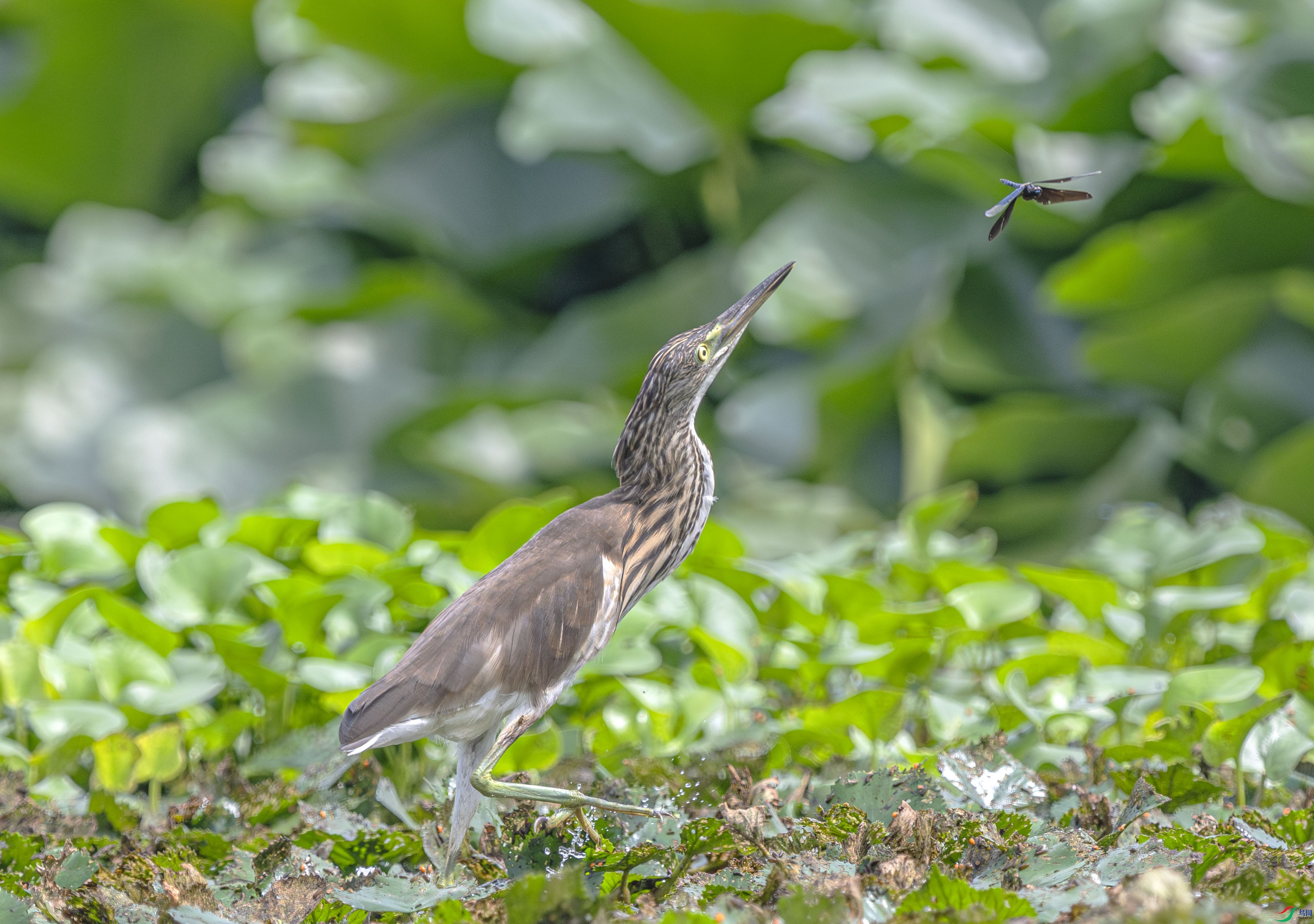 DSC_5365-����ǿ-NR ����.jpg