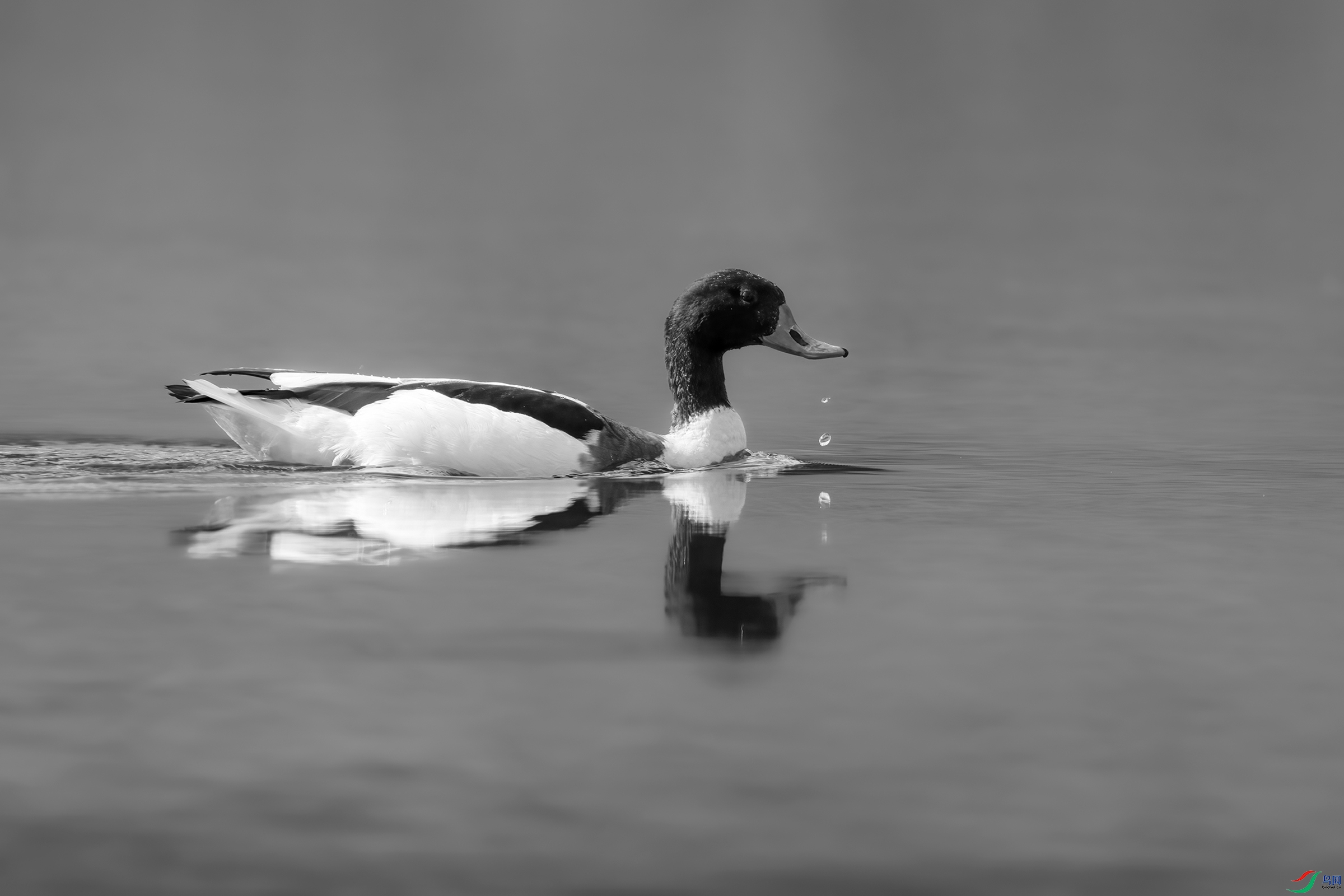 DSC08413.jpg