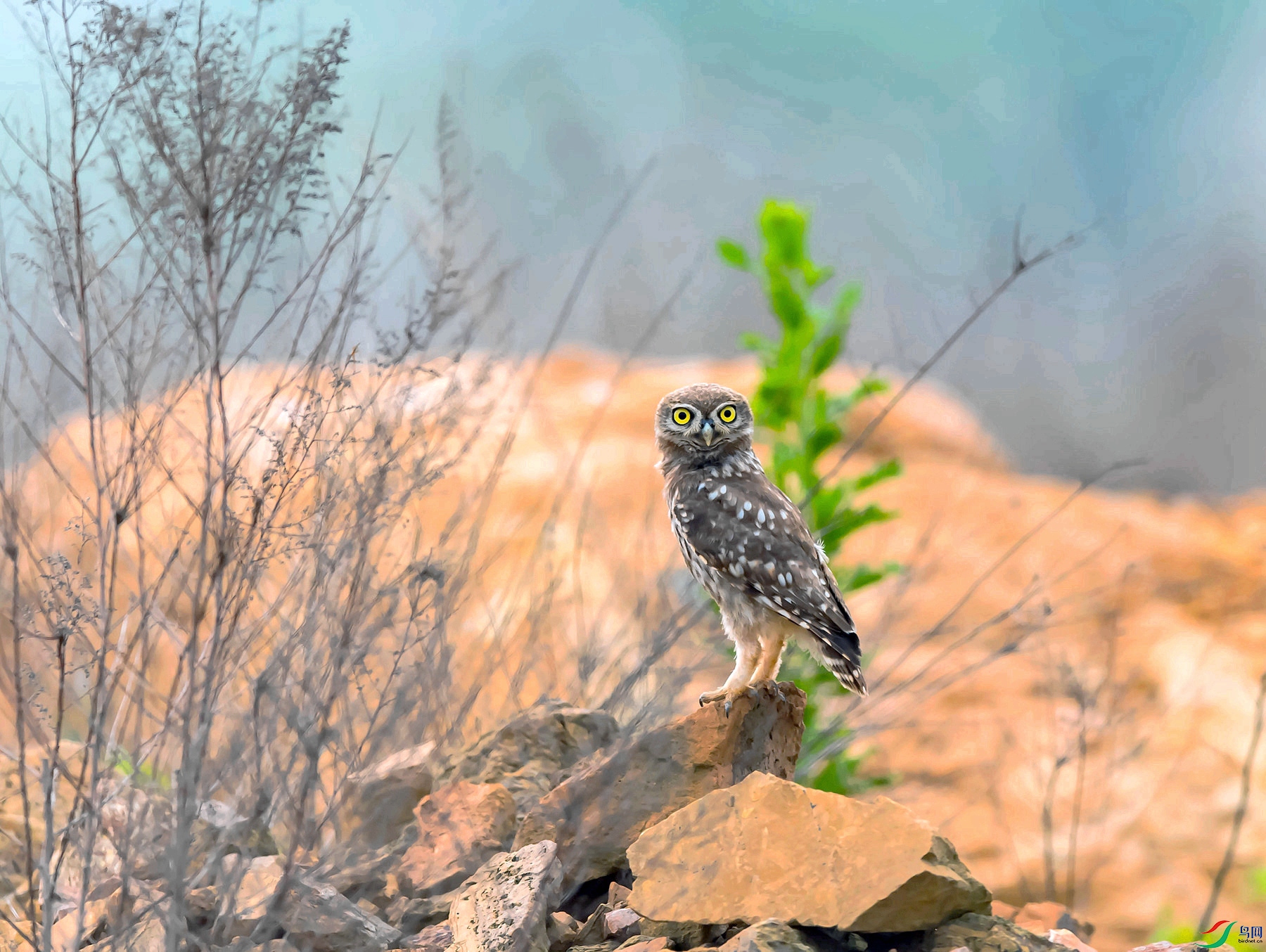 DSC_9604_����.jpg
