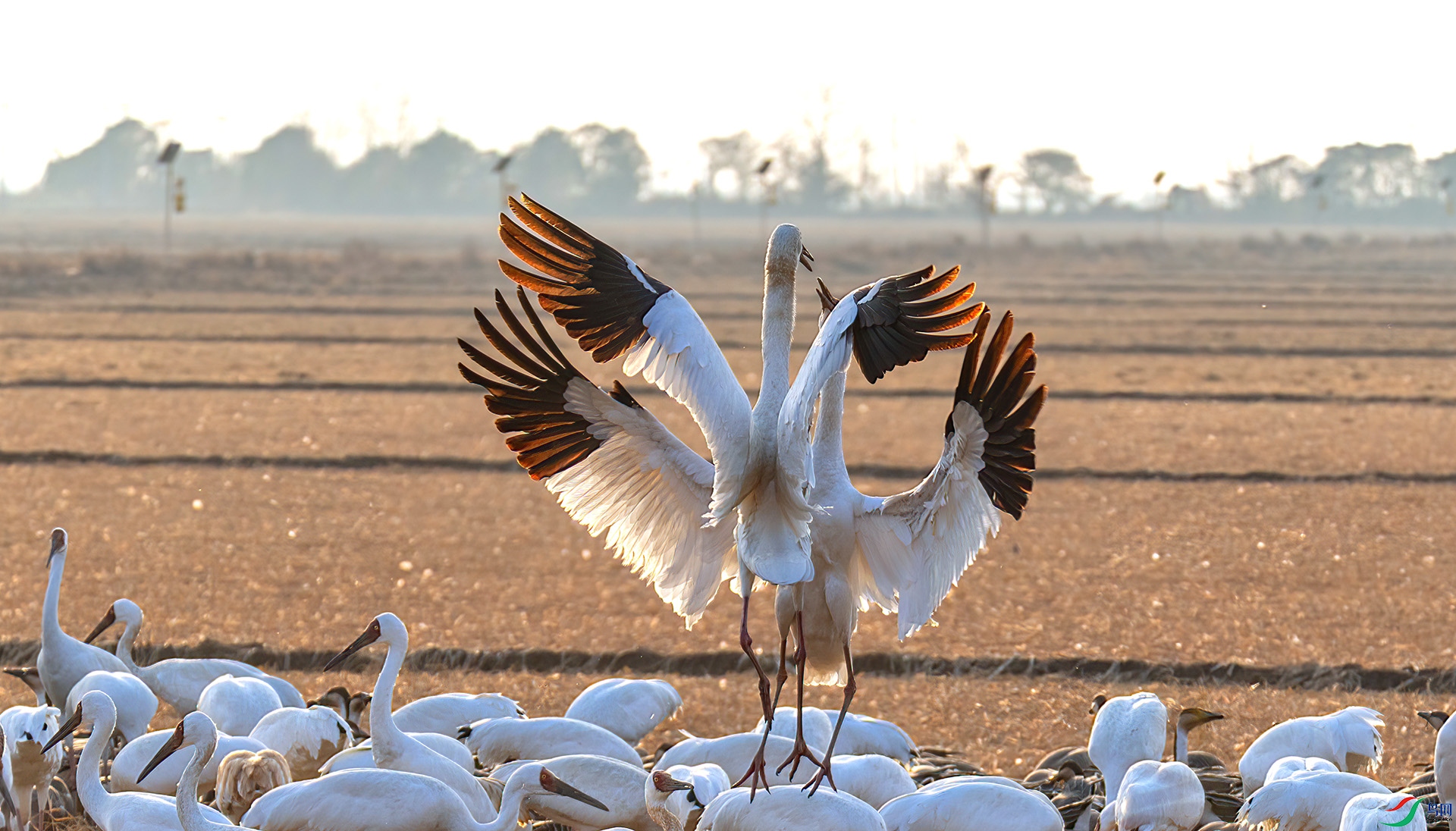 _60A0701 ����-Sh--1 .jpg