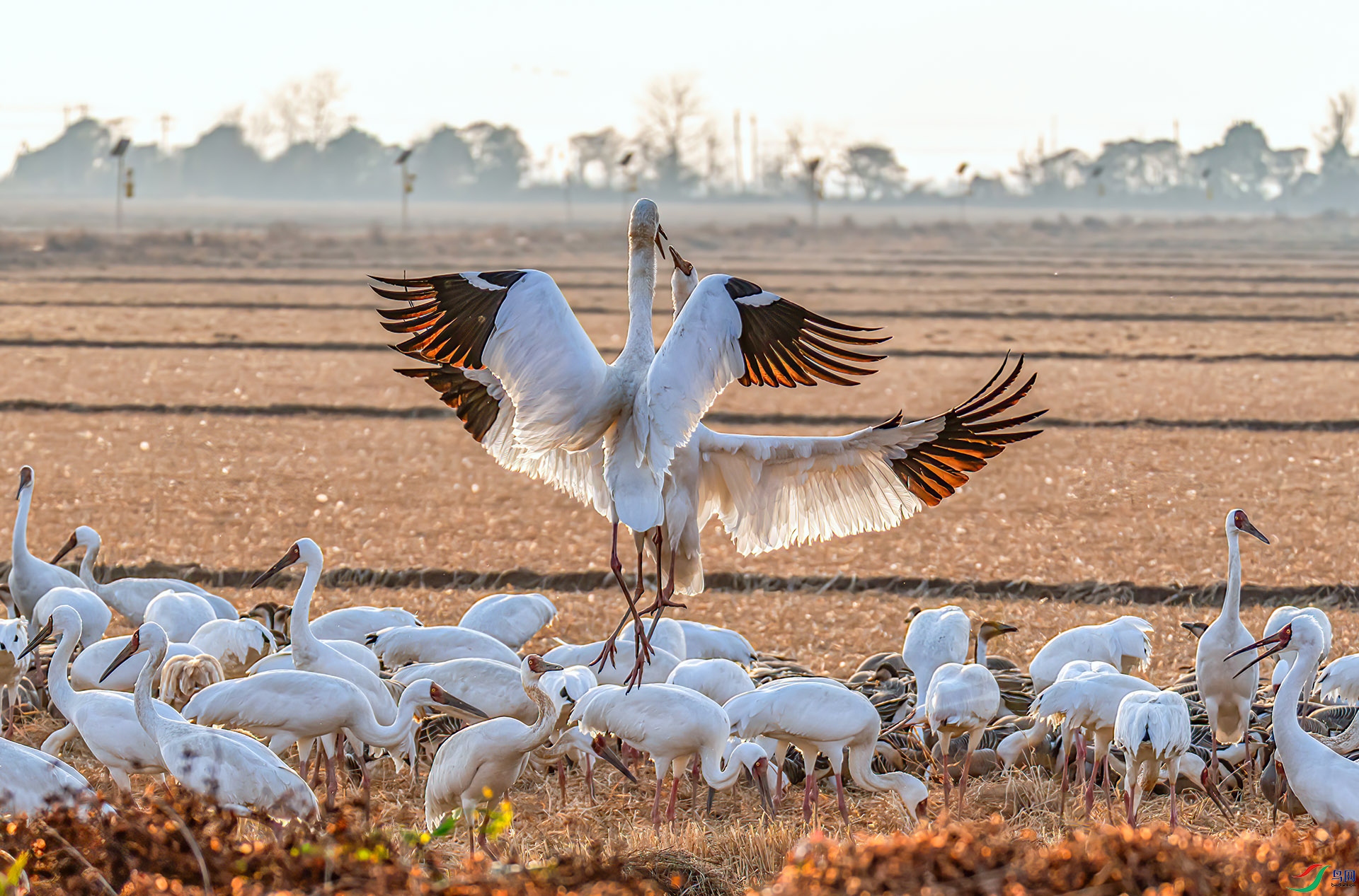 _60A0699 ����-Sh--1 .jpg