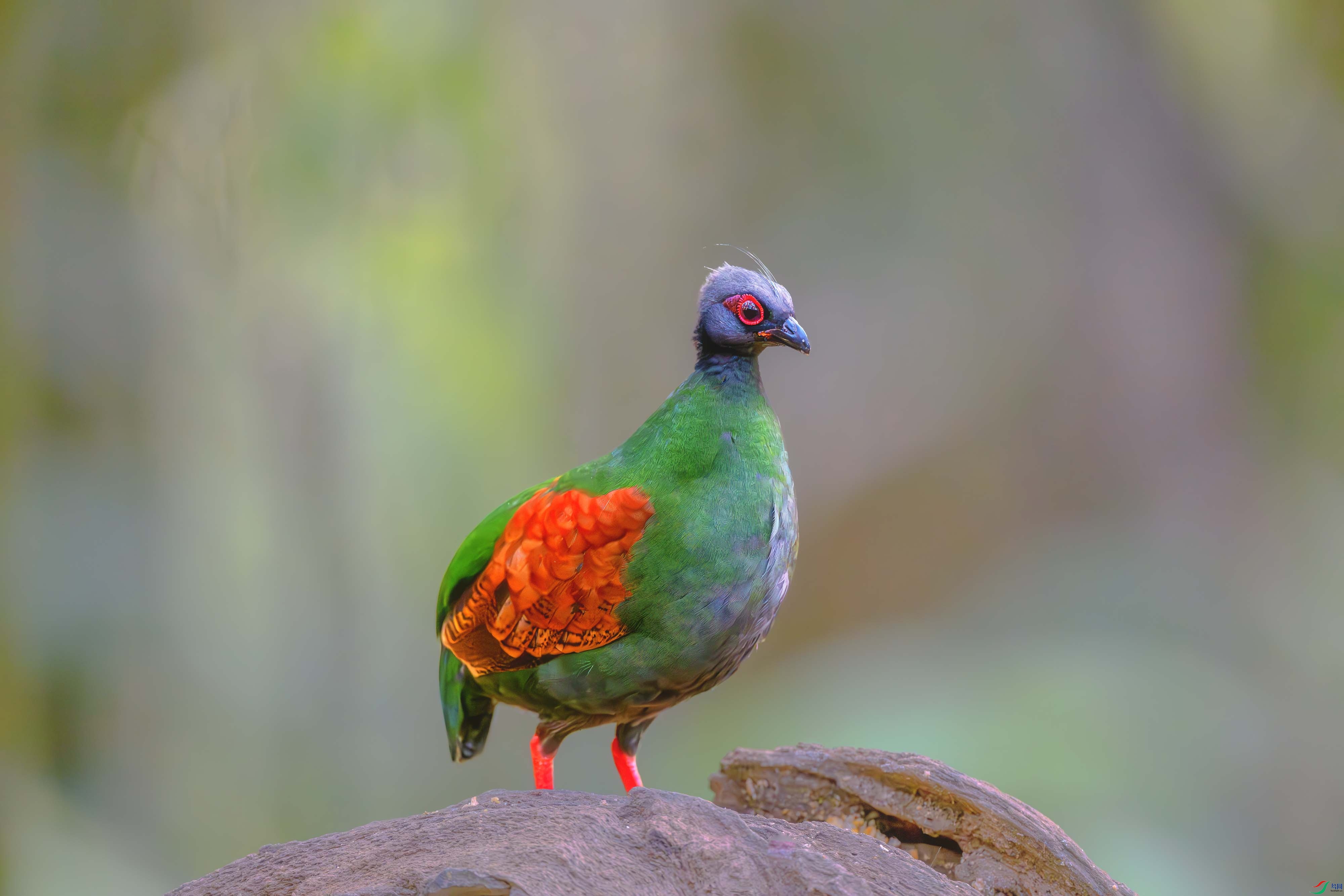 _DSC6429-����ǿ-NR ����1.jpg