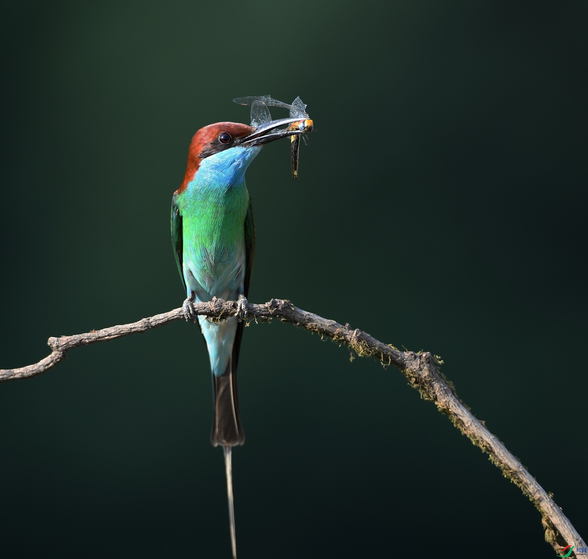 DSC_6007.jpg