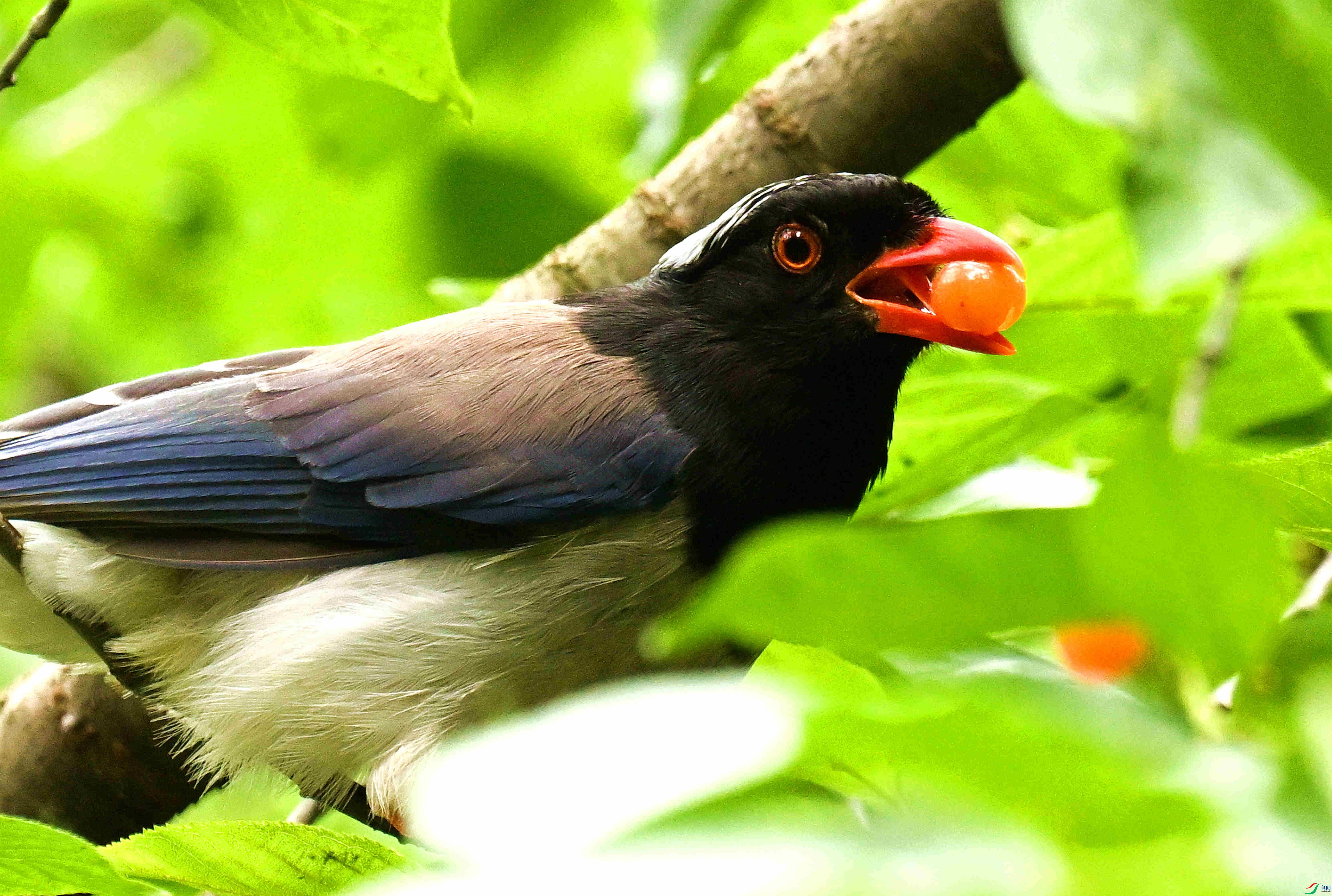 DSC_9661.JPG