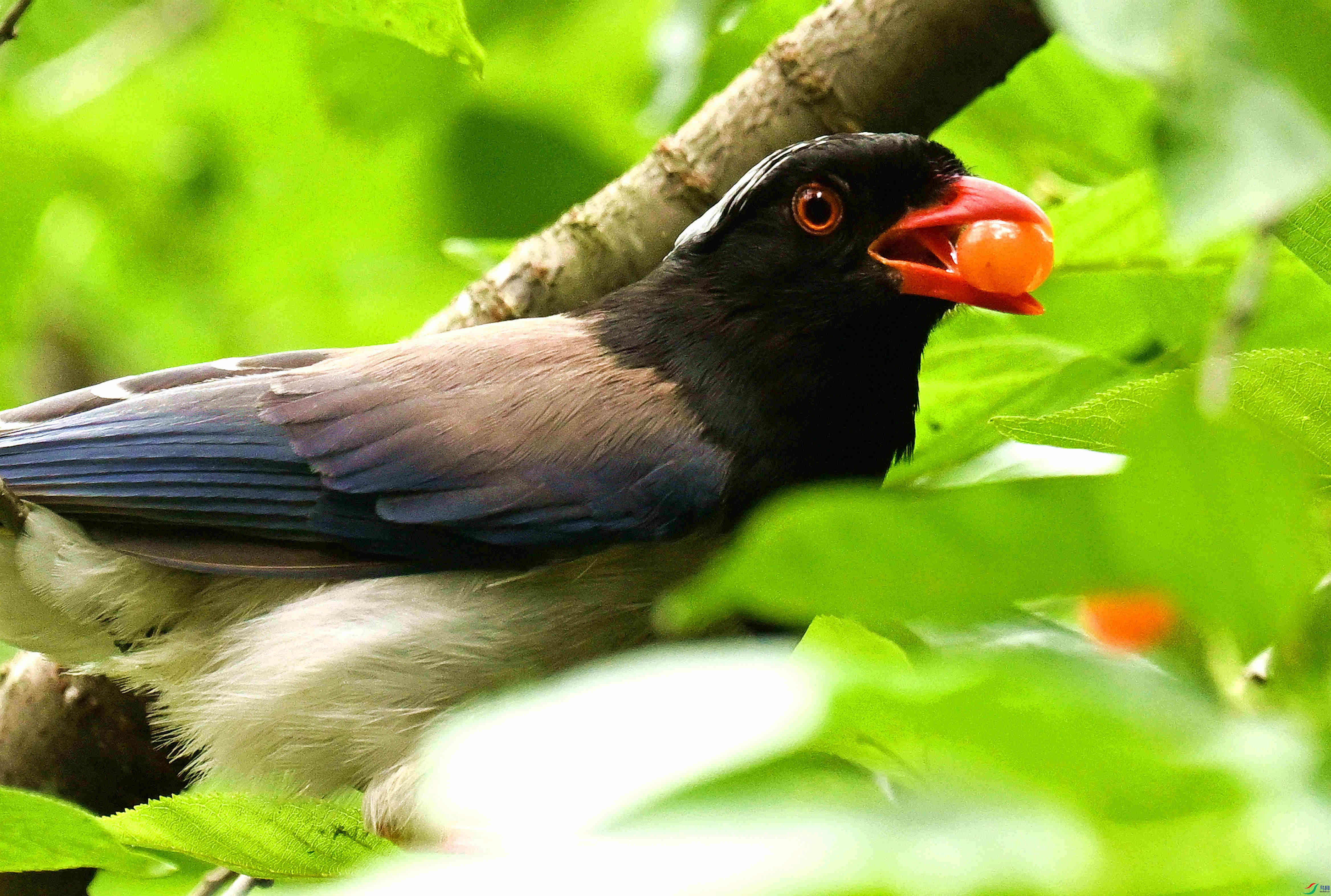 DSC_9663.JPG