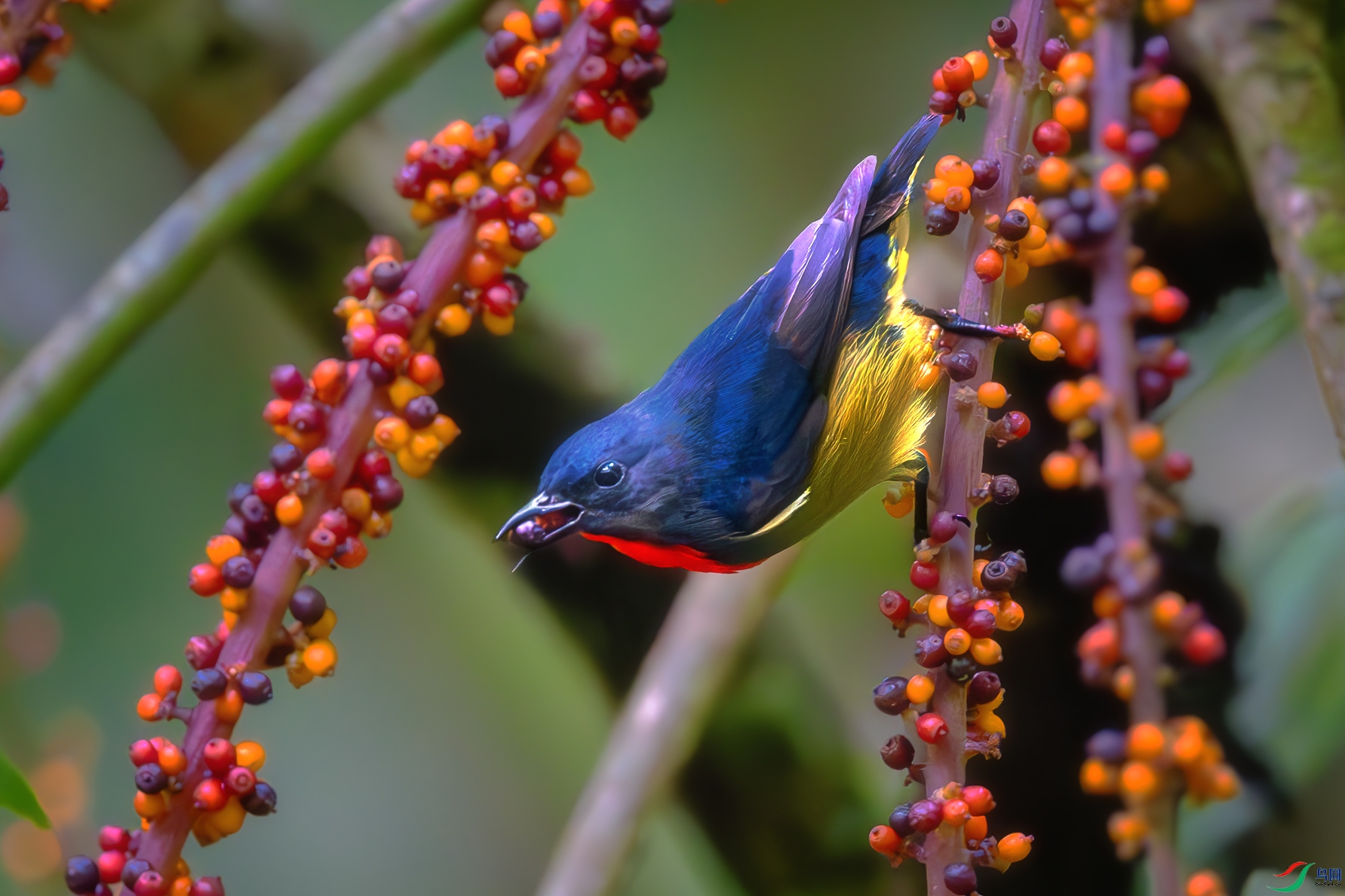 _DSC2051-����ǿ-NR ����.jpg