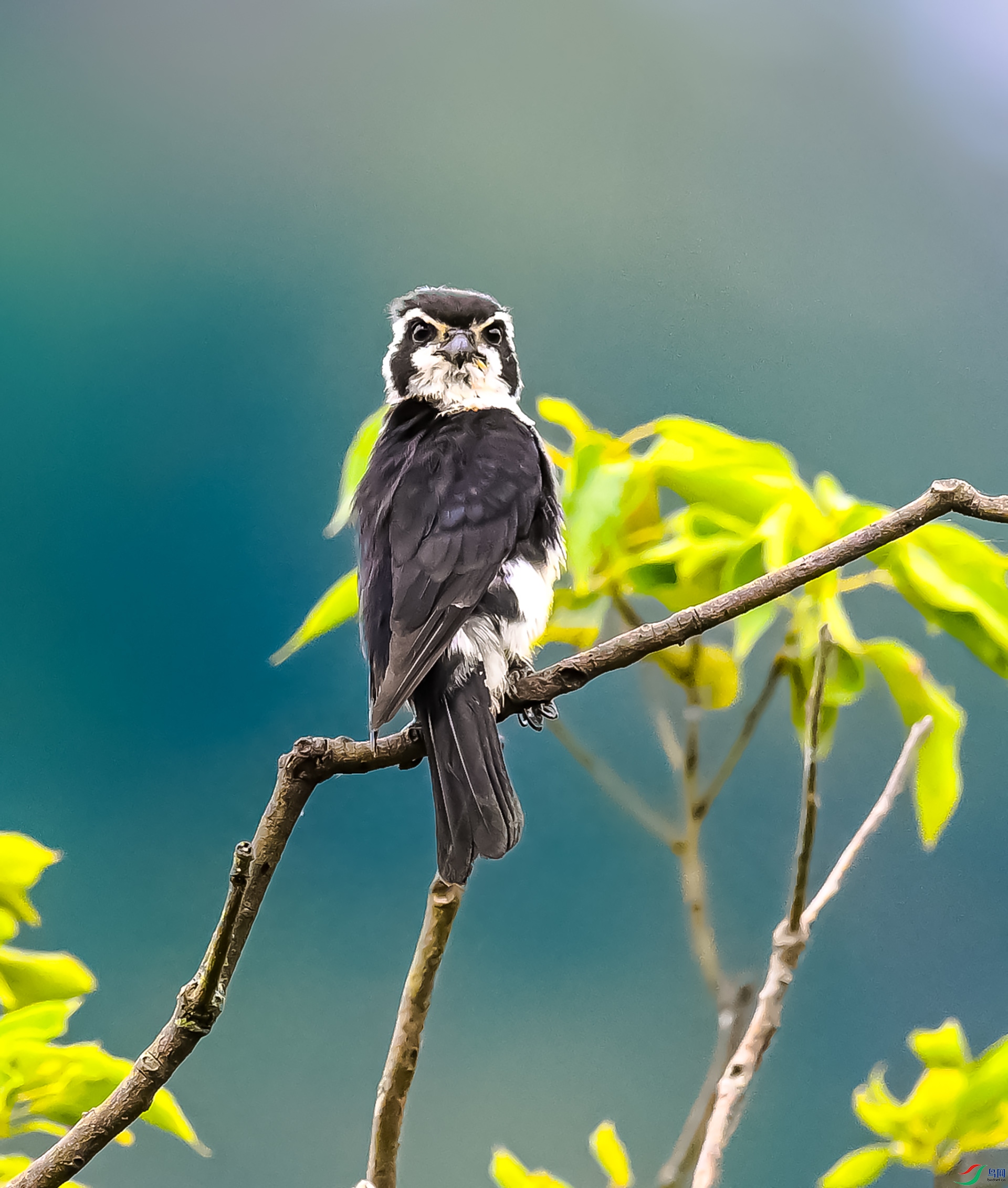 ����С��