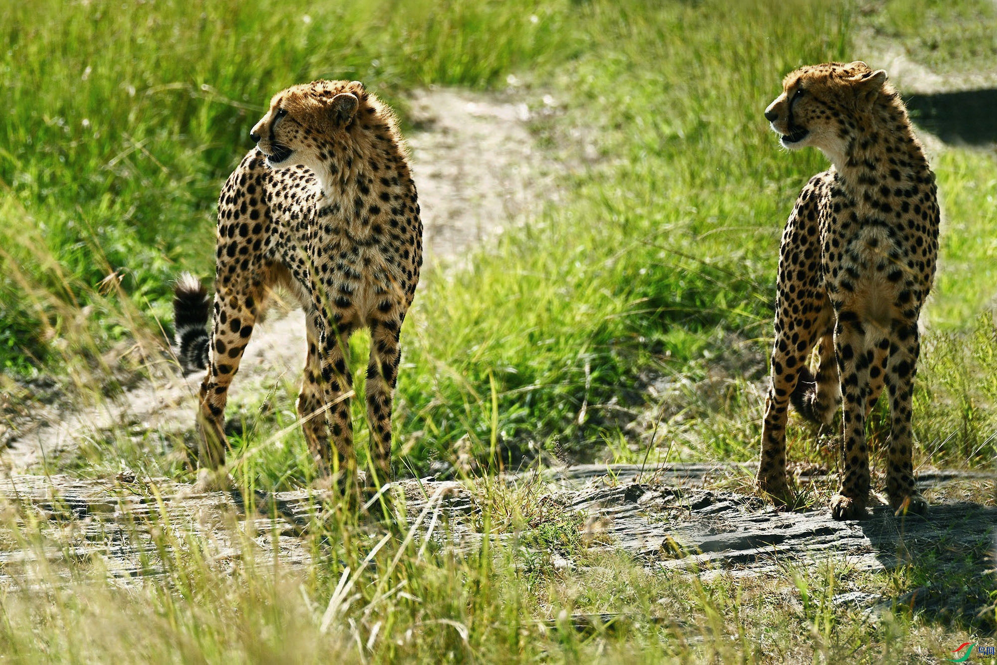 DSC_8142 - ����_.jpg