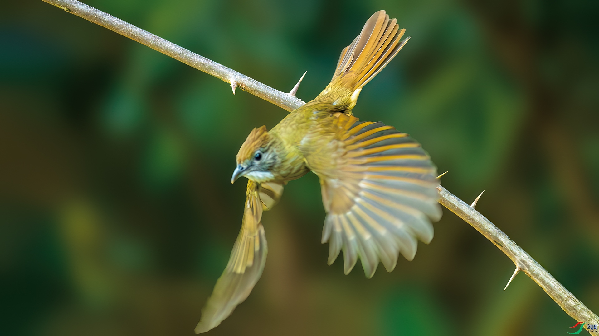 DSC_2811-����ǿ-NR.jpg