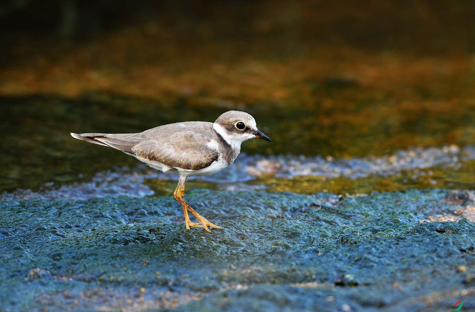 DSC_7419.jpg