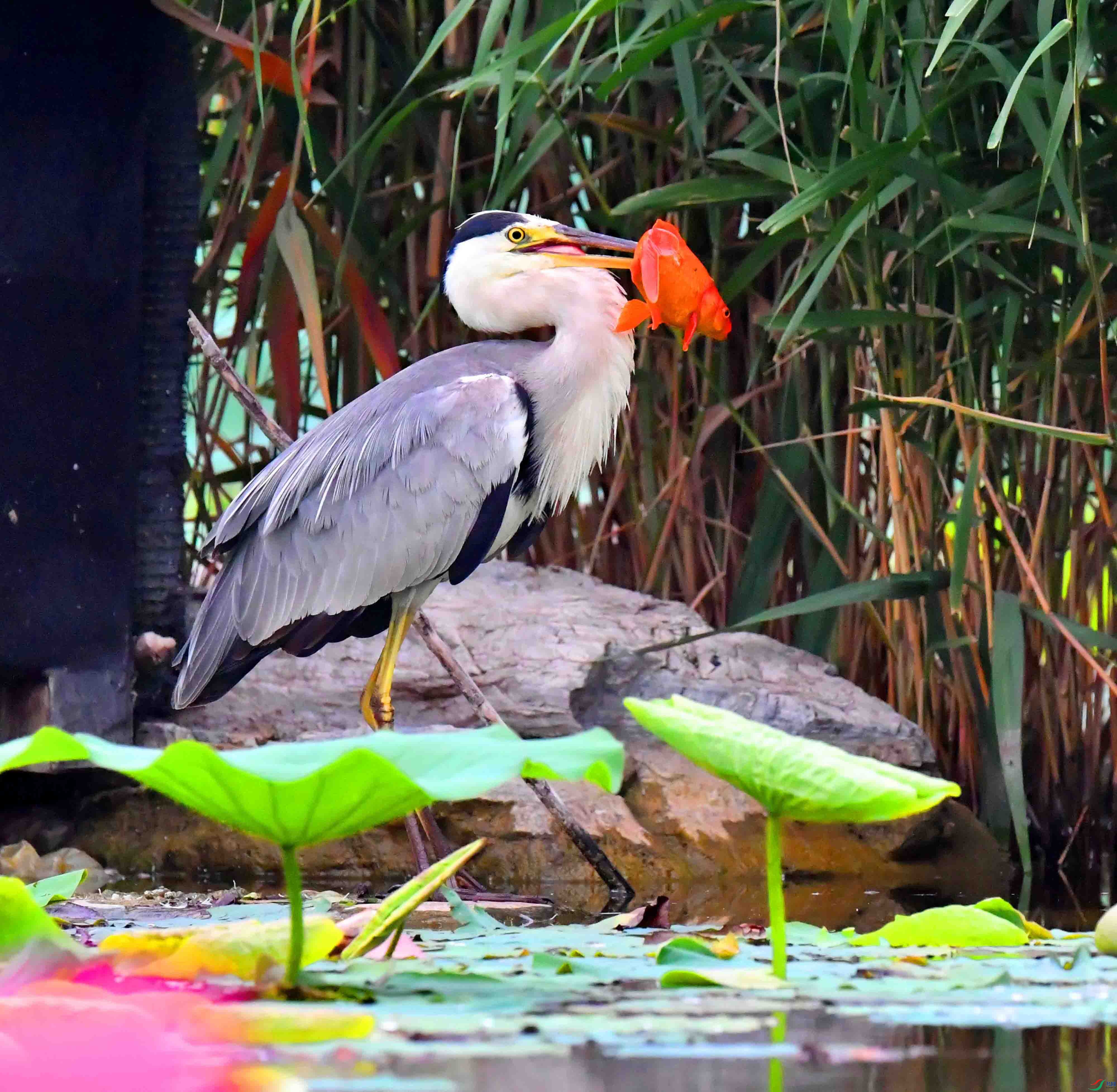 DSC_6614.JPG