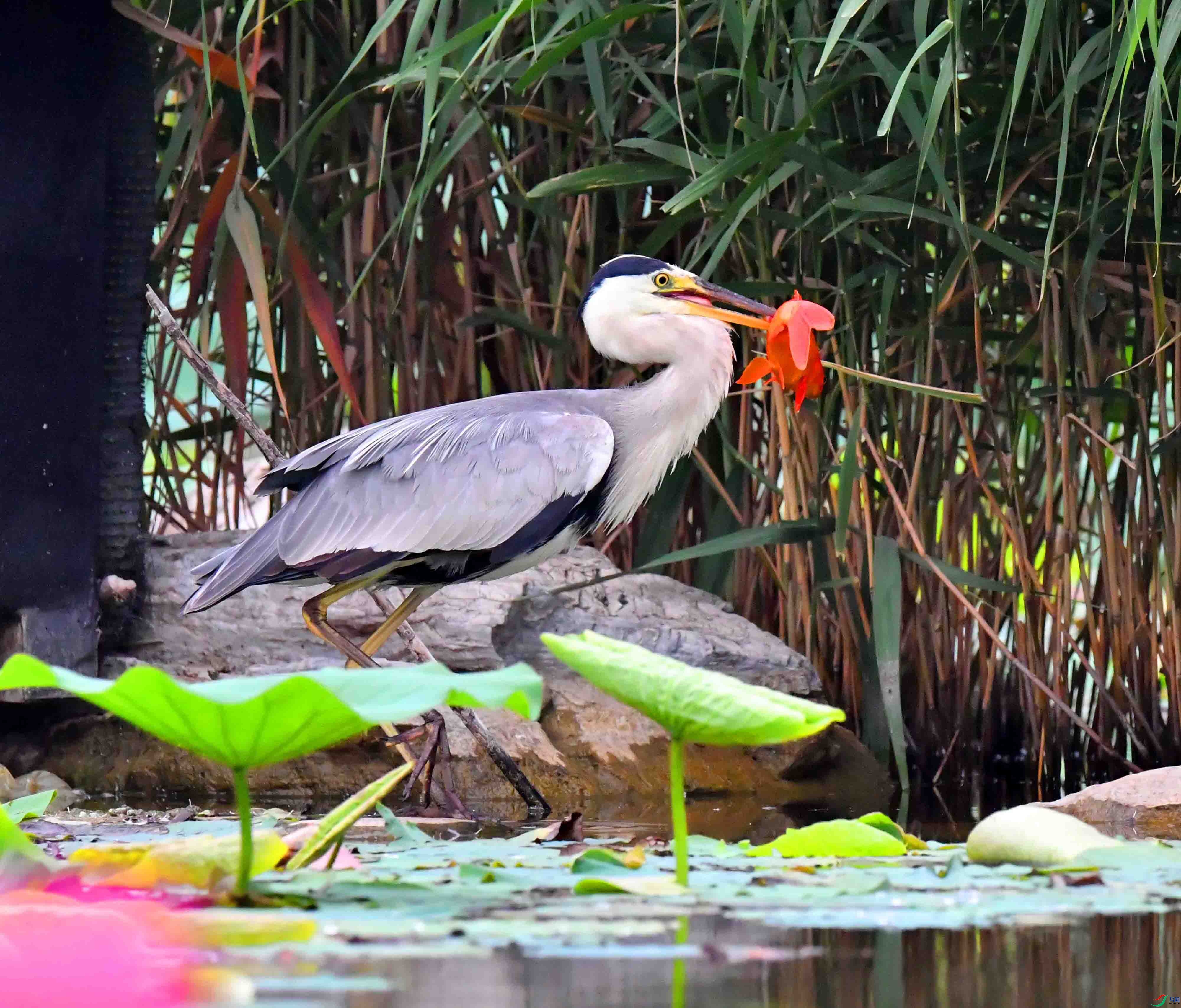 DSC_6617.JPG
