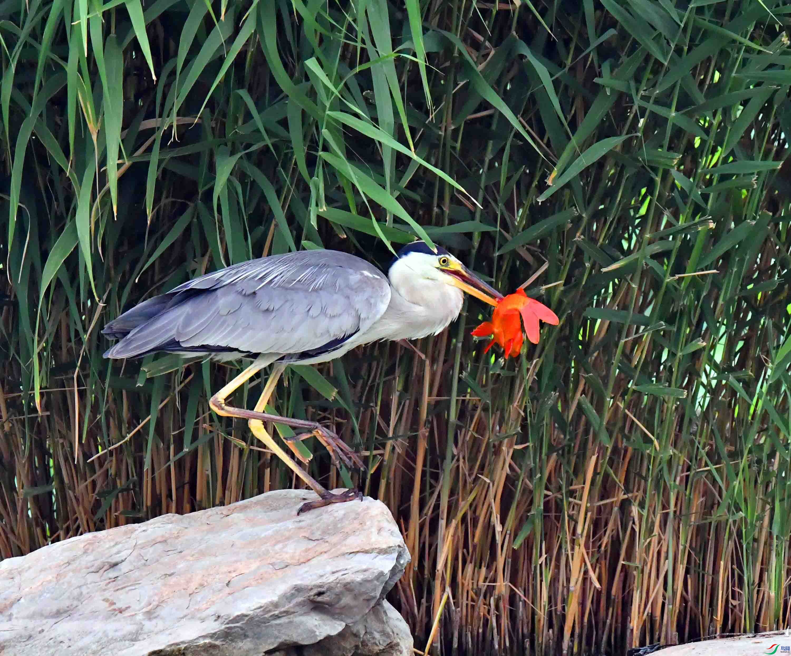 DSC_6635.JPG