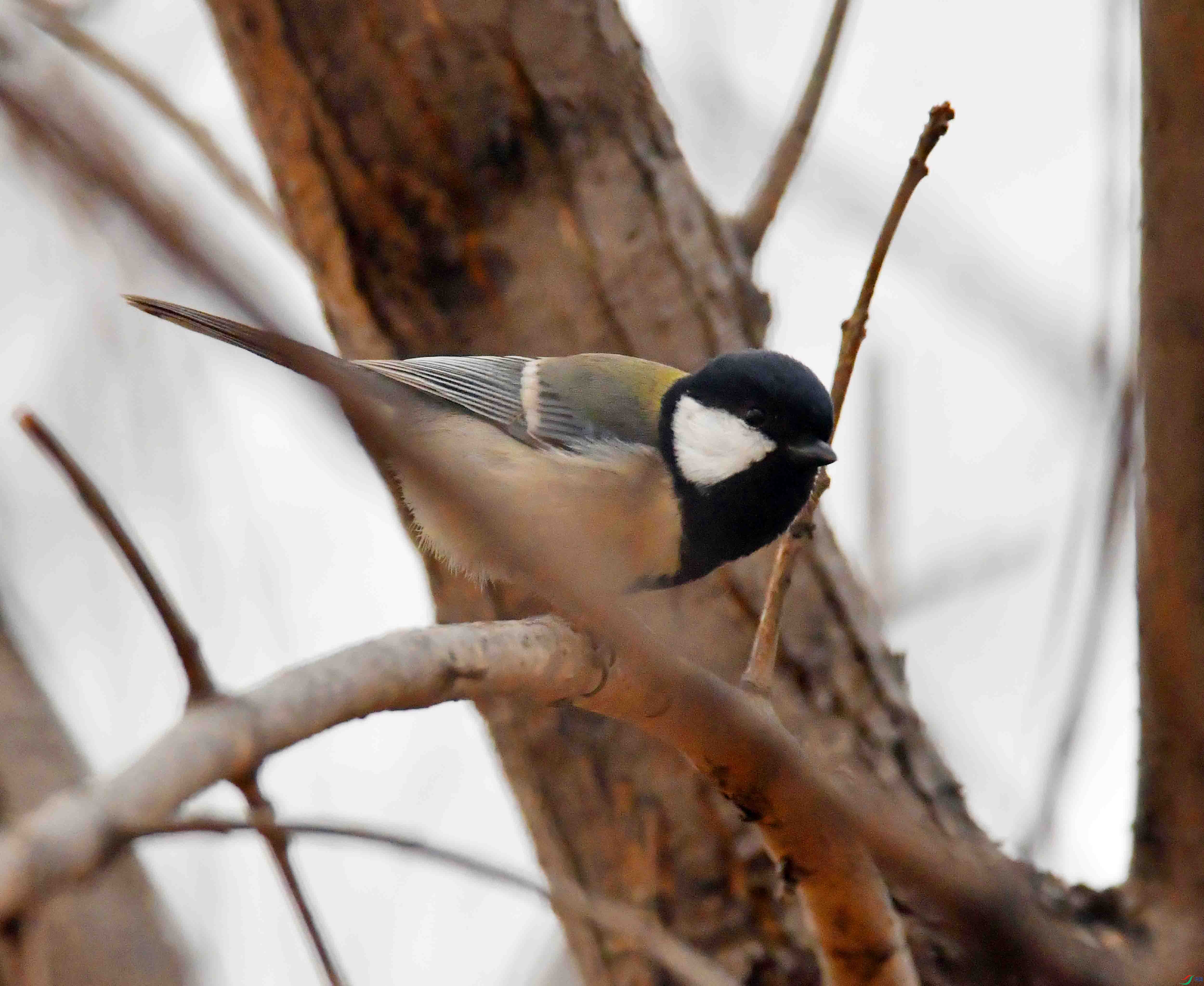 DSC_9304.JPG