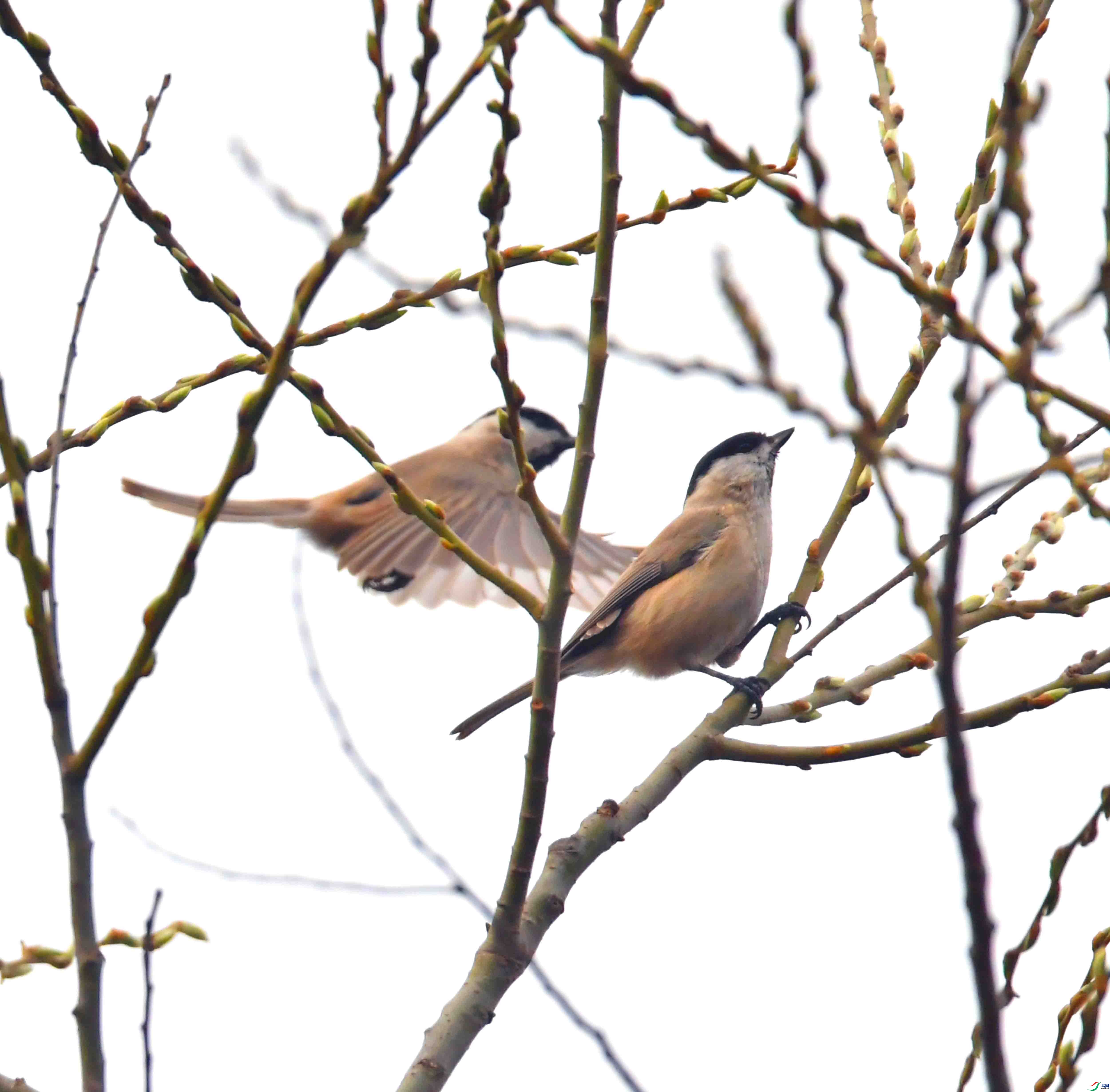 DSC_9690.JPG