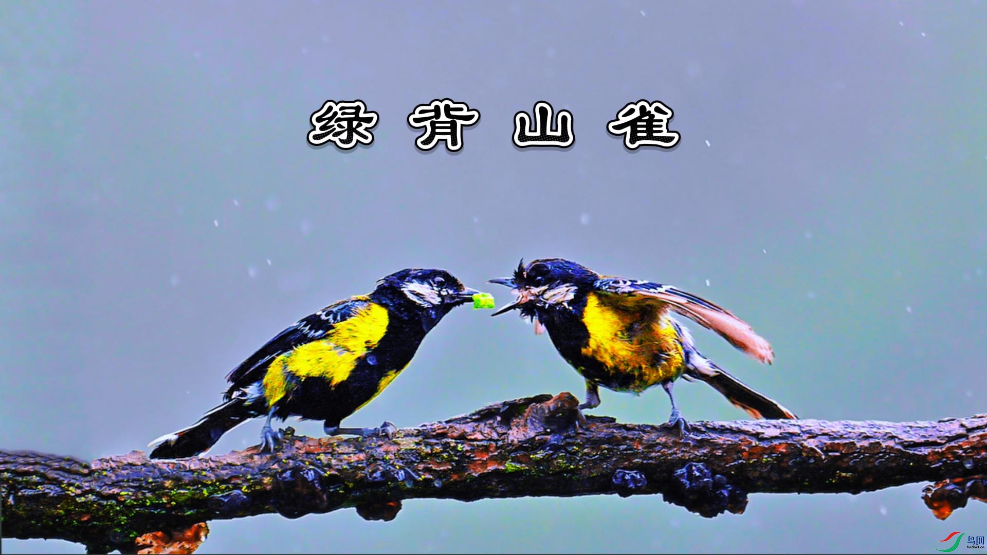 ϸ���е��̱�ɽȸ