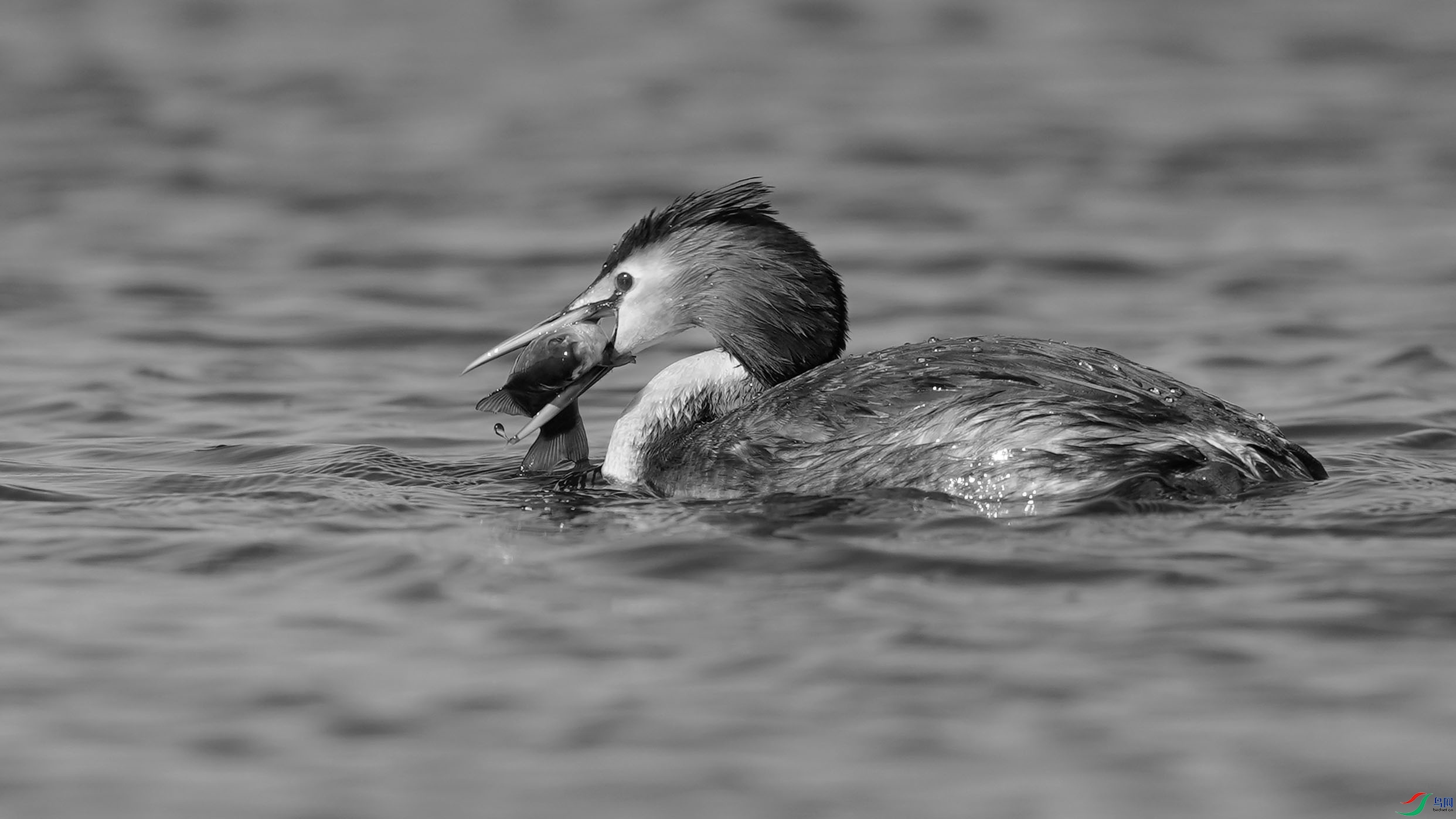 DSC06251A ����H.jpg