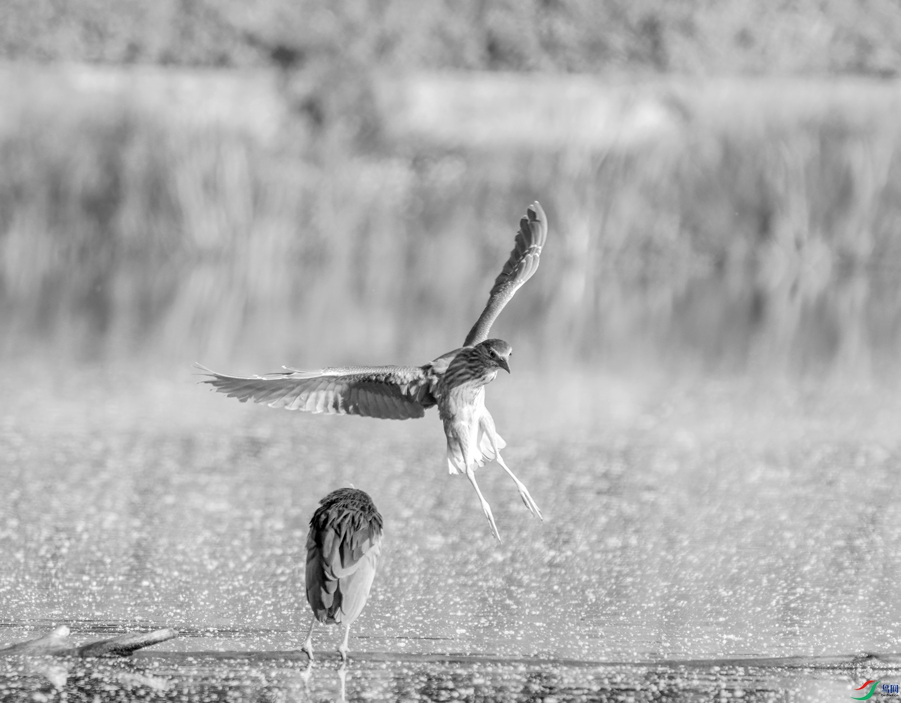 DSC07418 ����_����.jpg