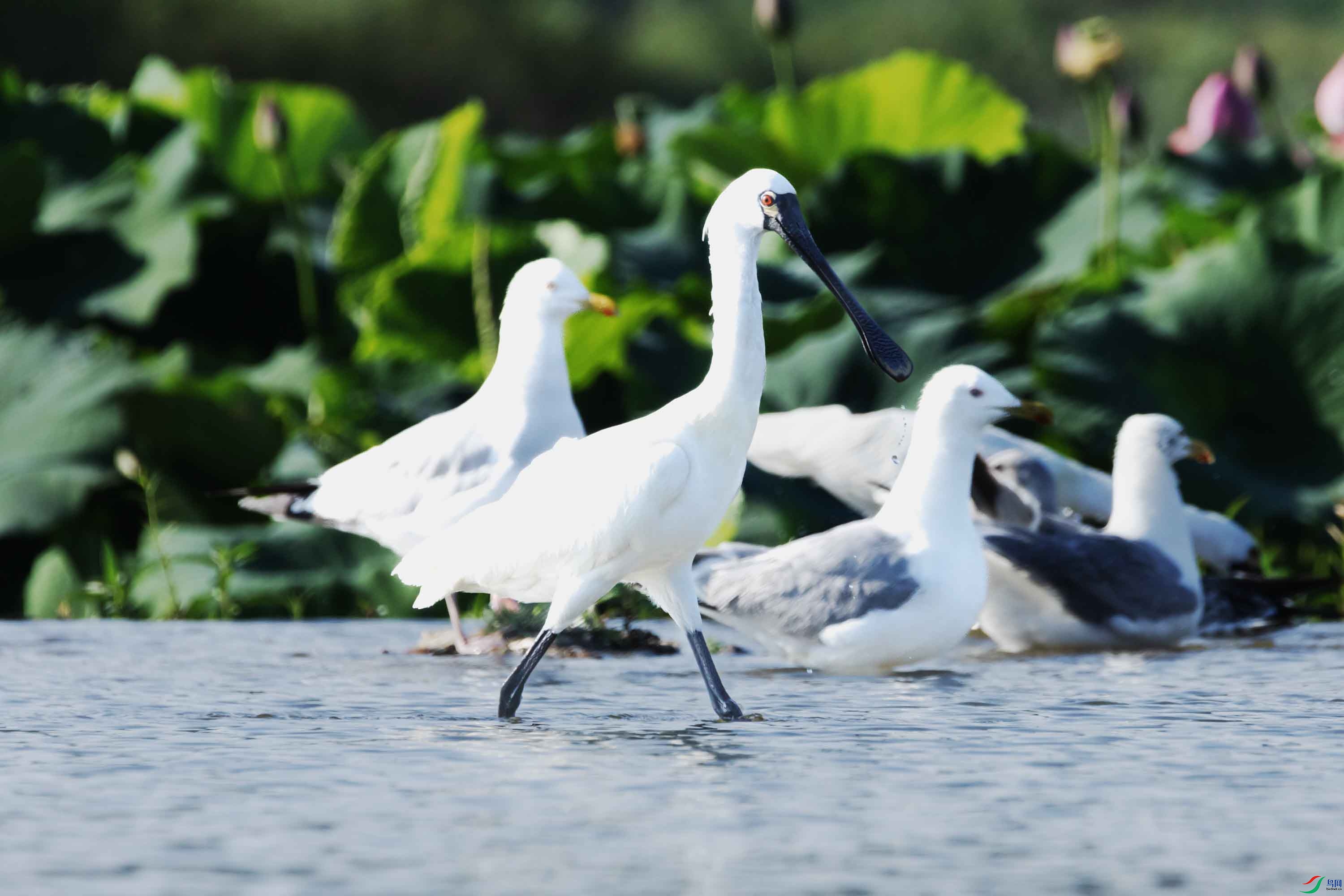 56  319A1532 ����.jpg