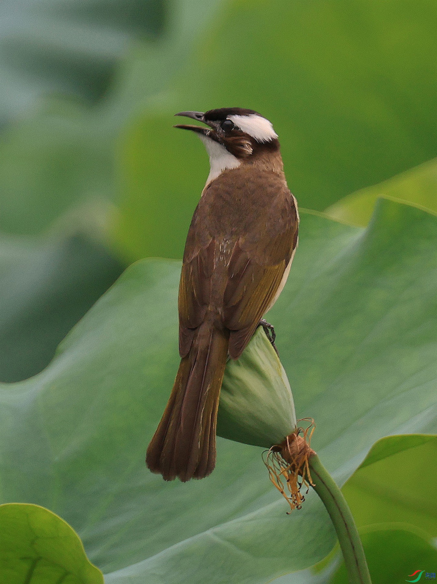 վ����������