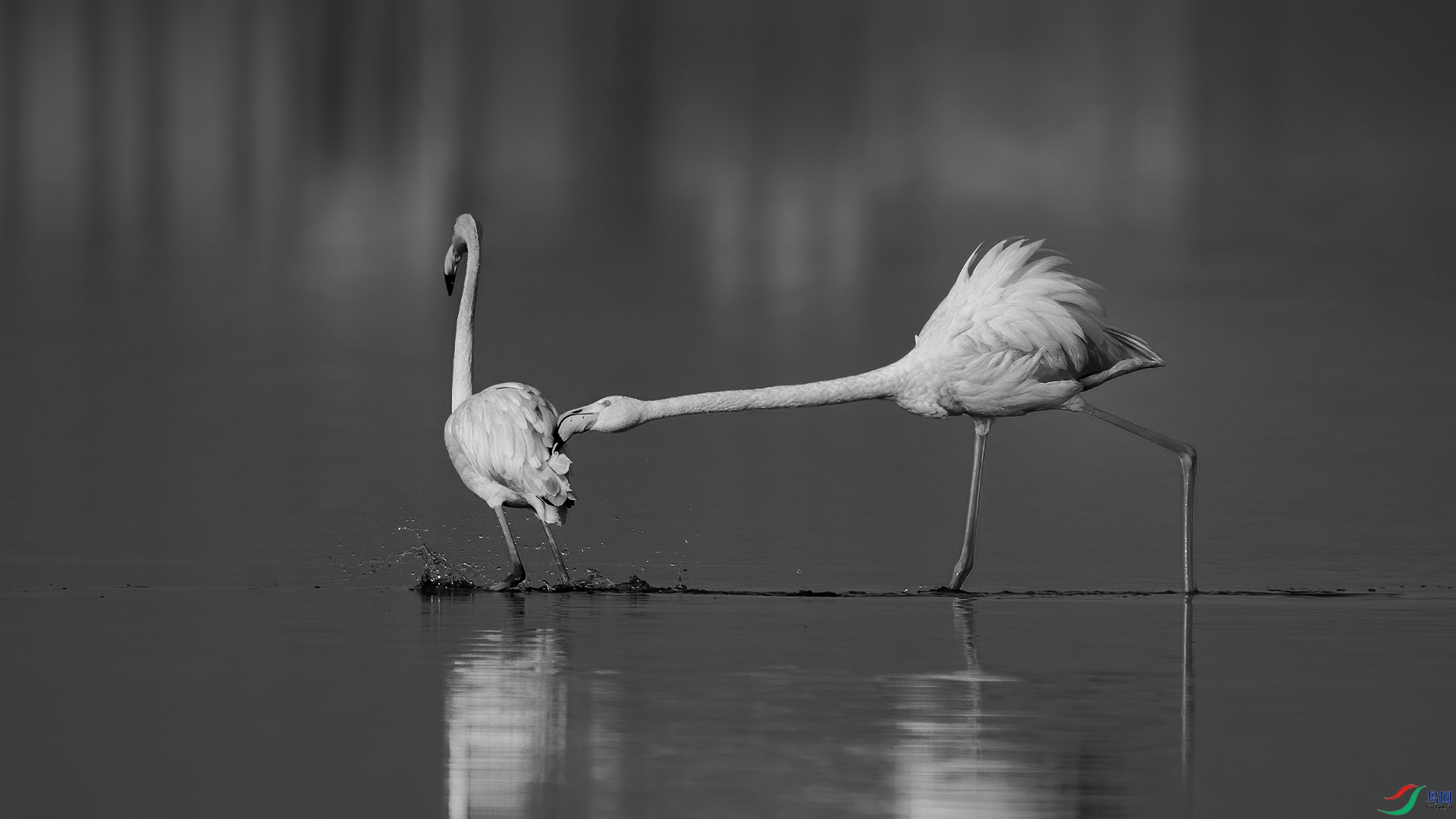 DSC_9083-1-20250104�� .jpg