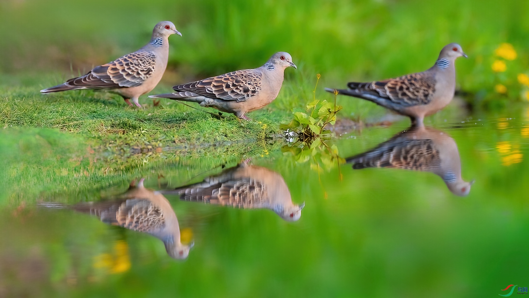 ���൹Ӱ-���� ����.jpg