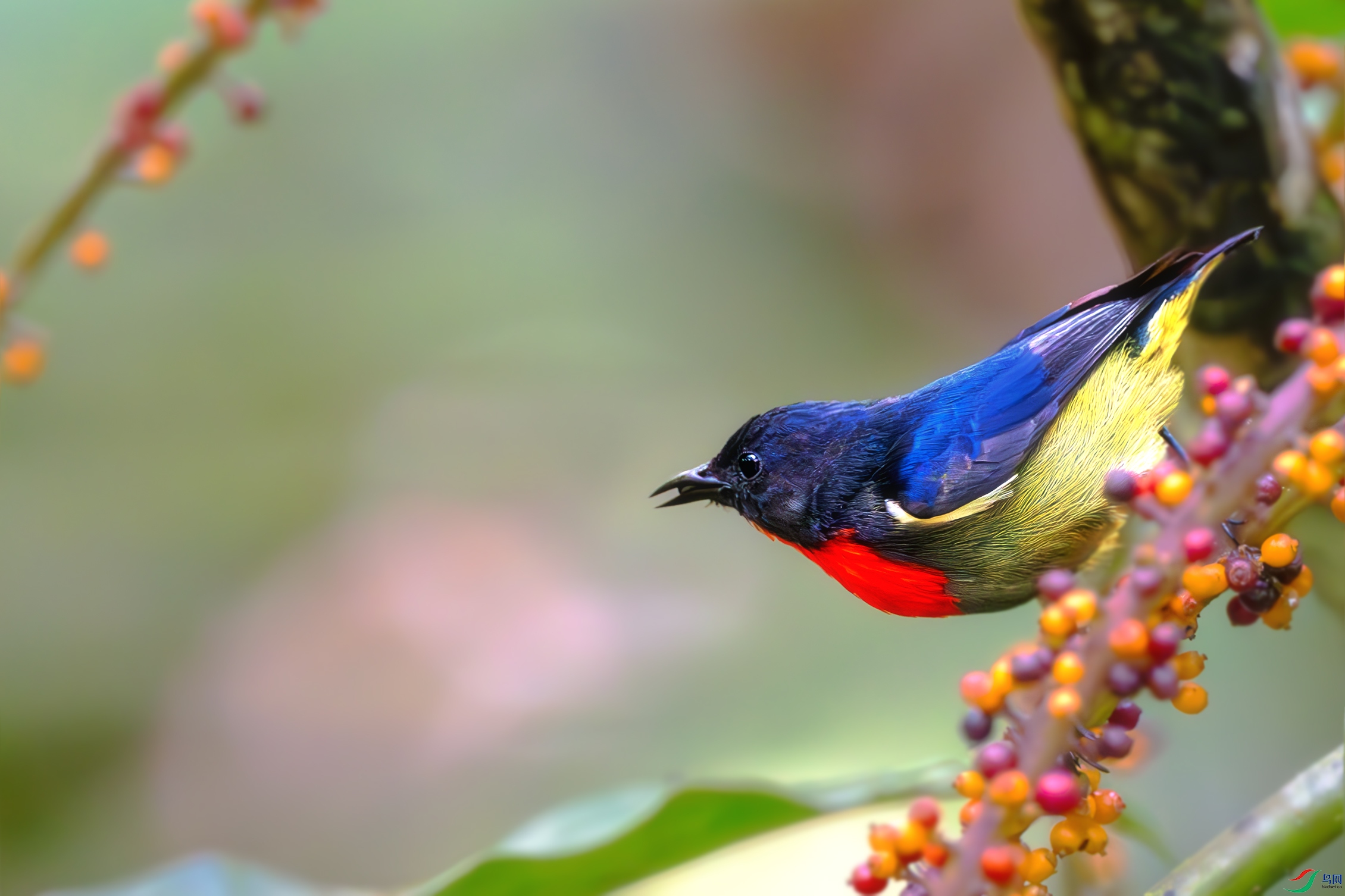 _DSC2306-����ǿ-NR ����.jpg