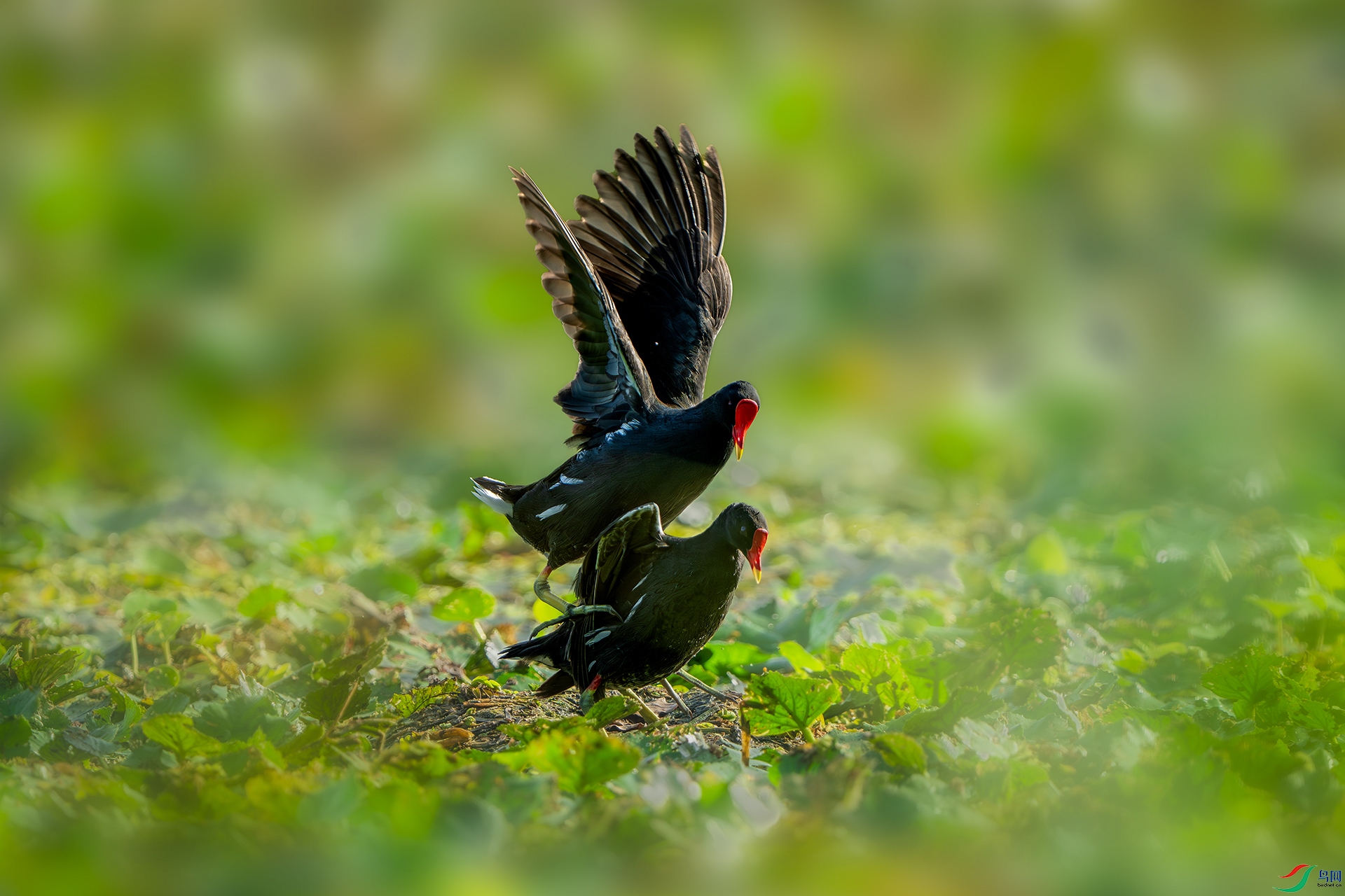 _DSC8440 ����С.jpg